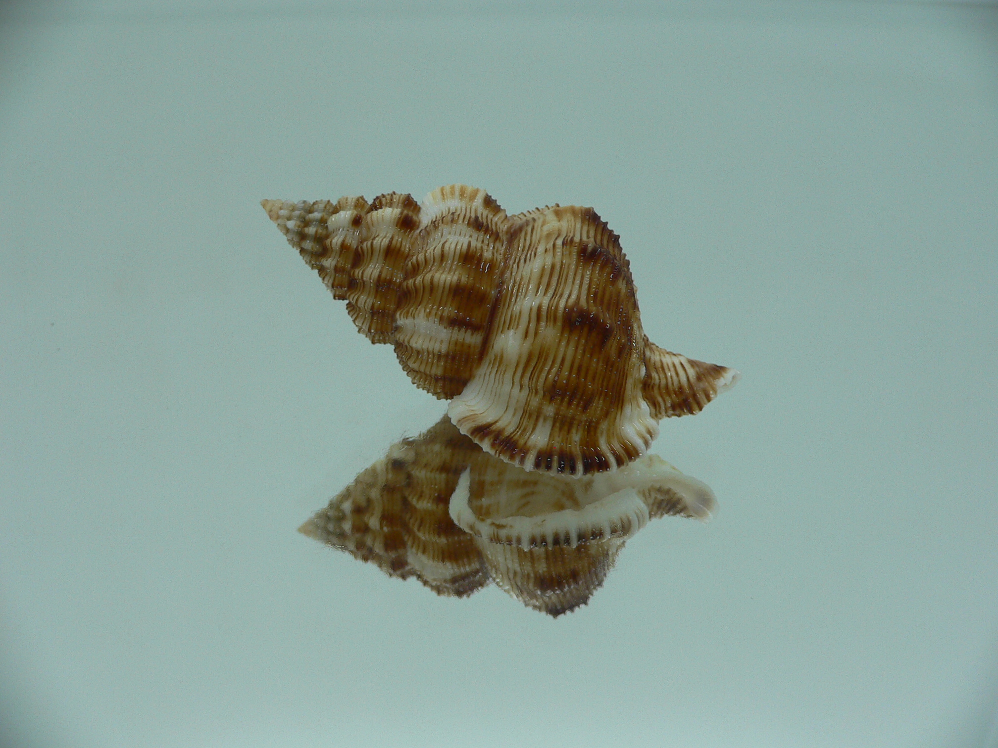 Nassaria bitubercularis GIANT, but fresch dead