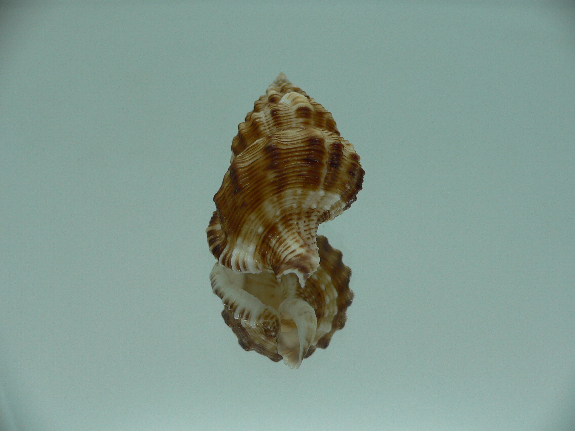 Nassaria bitubercularis GIANT, but fresch dead