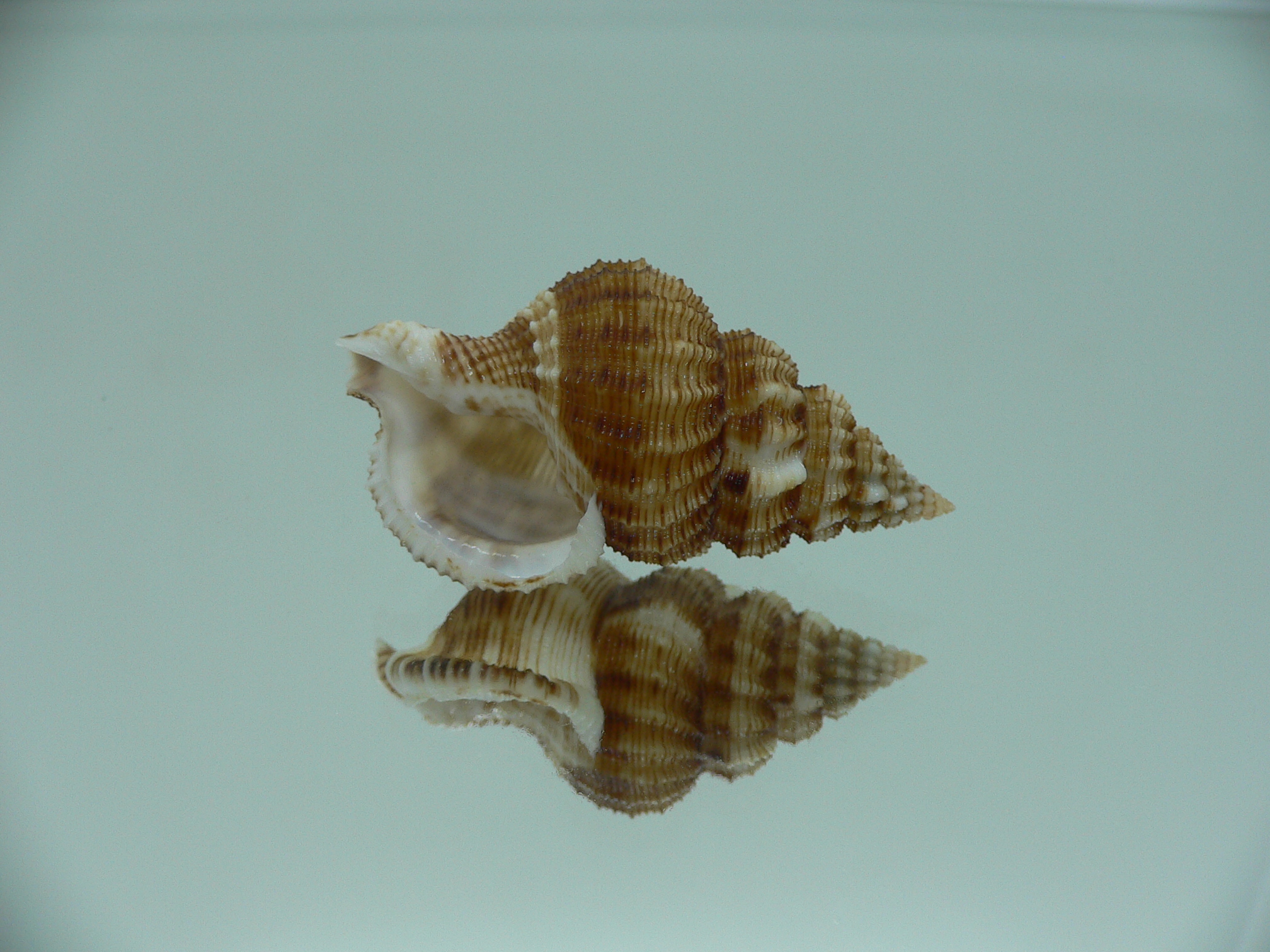 Nassaria bitubercularis GIANT, but fresch dead
