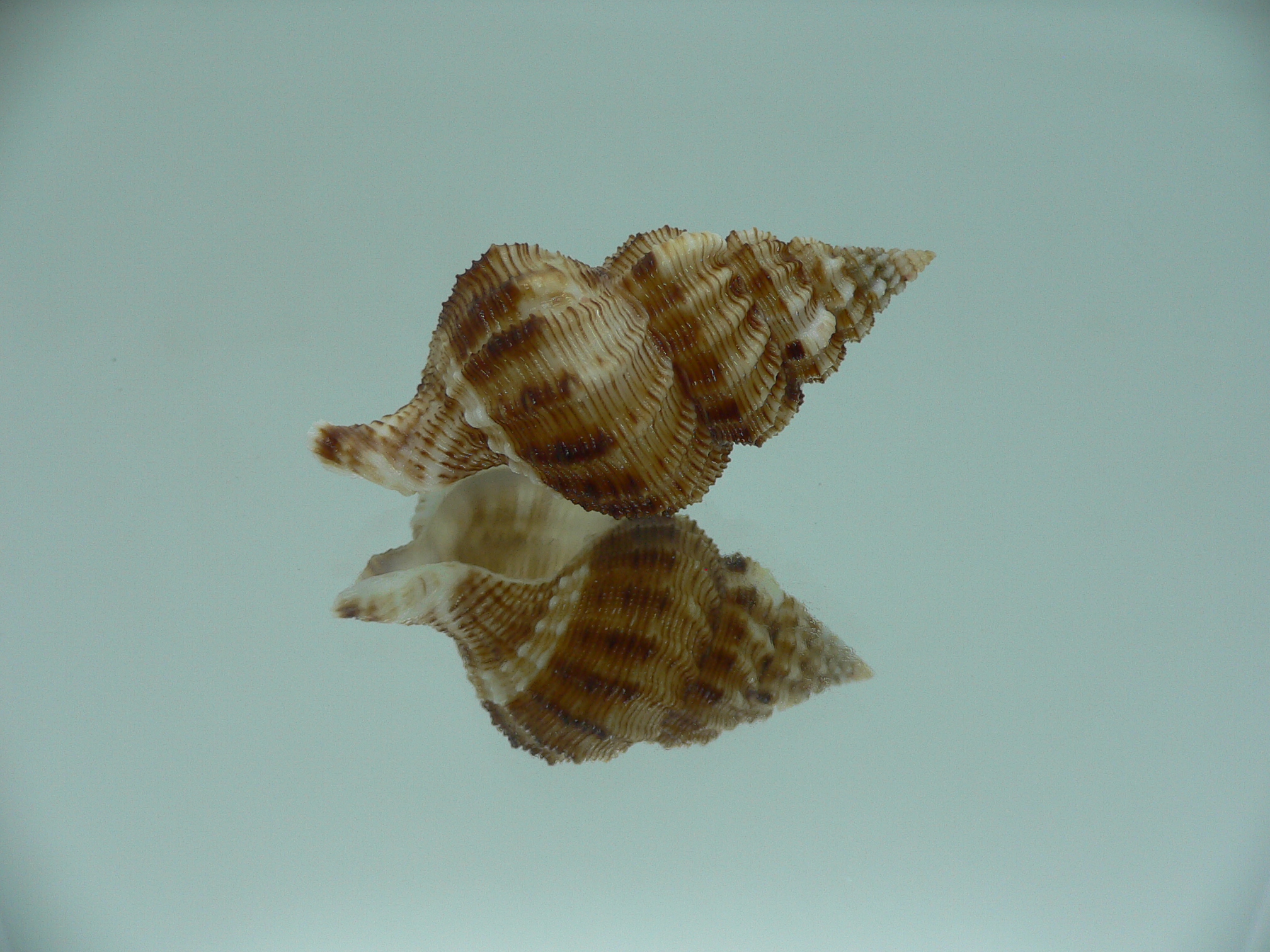 Nassaria bitubercularis GIANT, but fresch dead