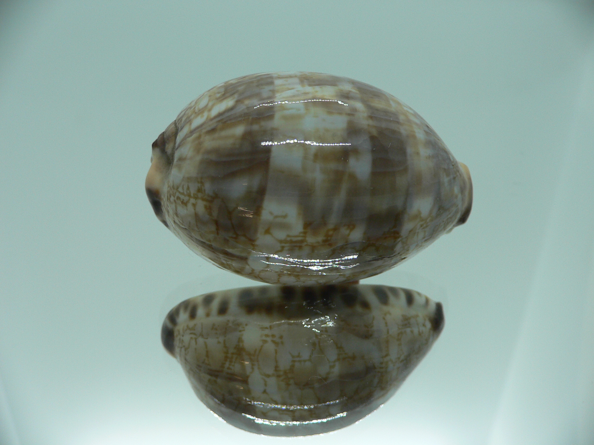 Cypraea histrio ALLES SUPER