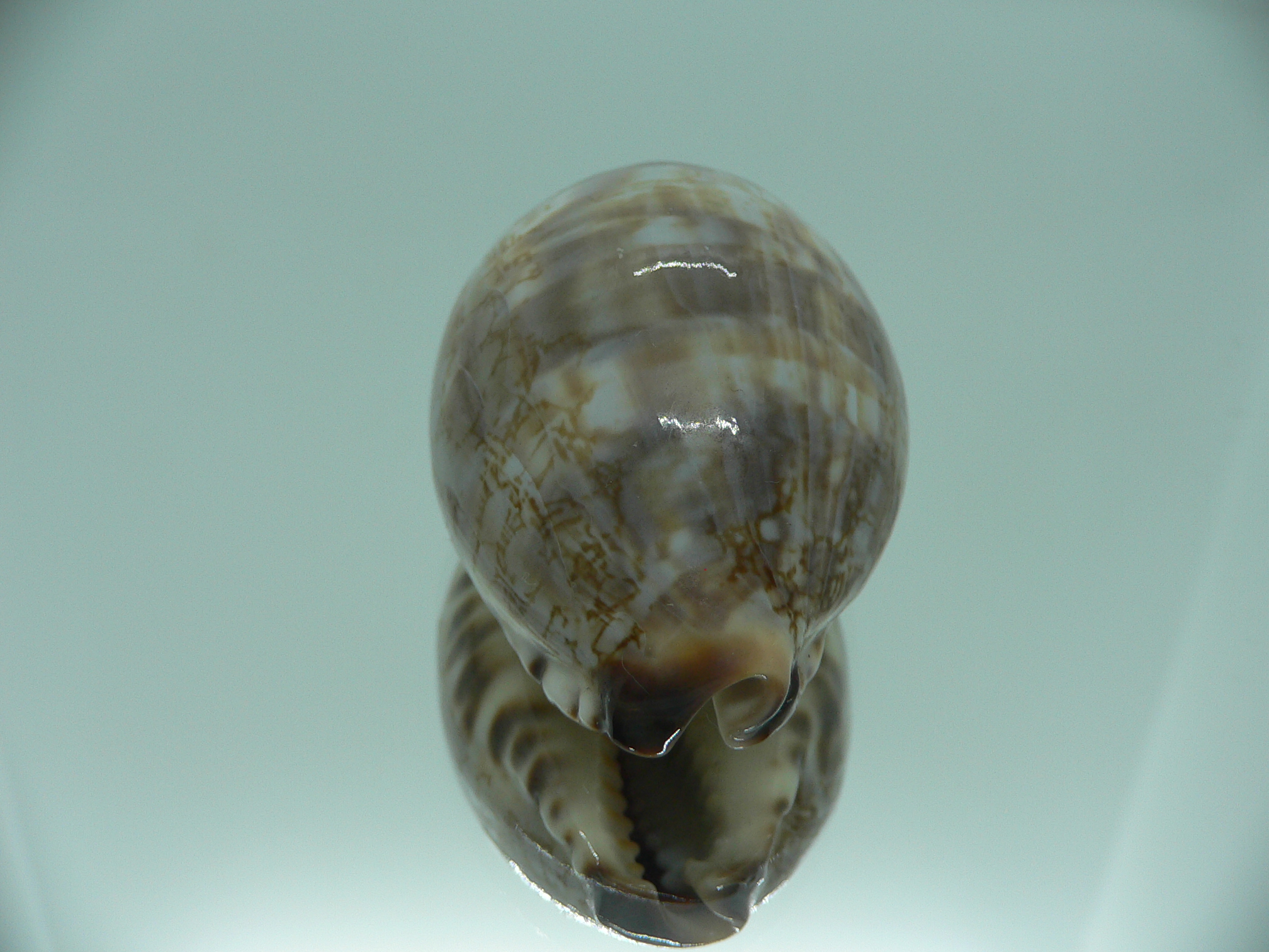 Cypraea histrio ALLES SUPER