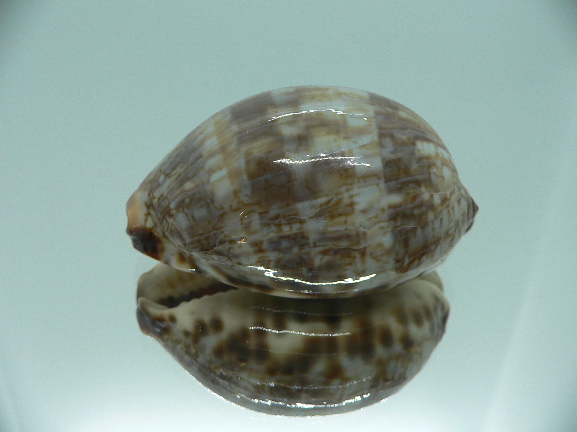 Cypraea histrio ALLES SUPER