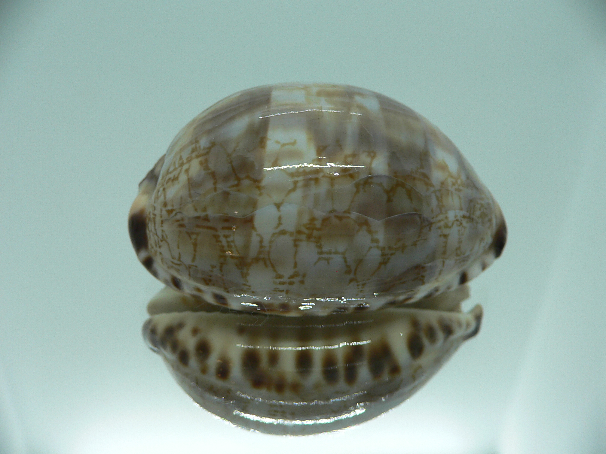 Cypraea histrio ALLES SUPER