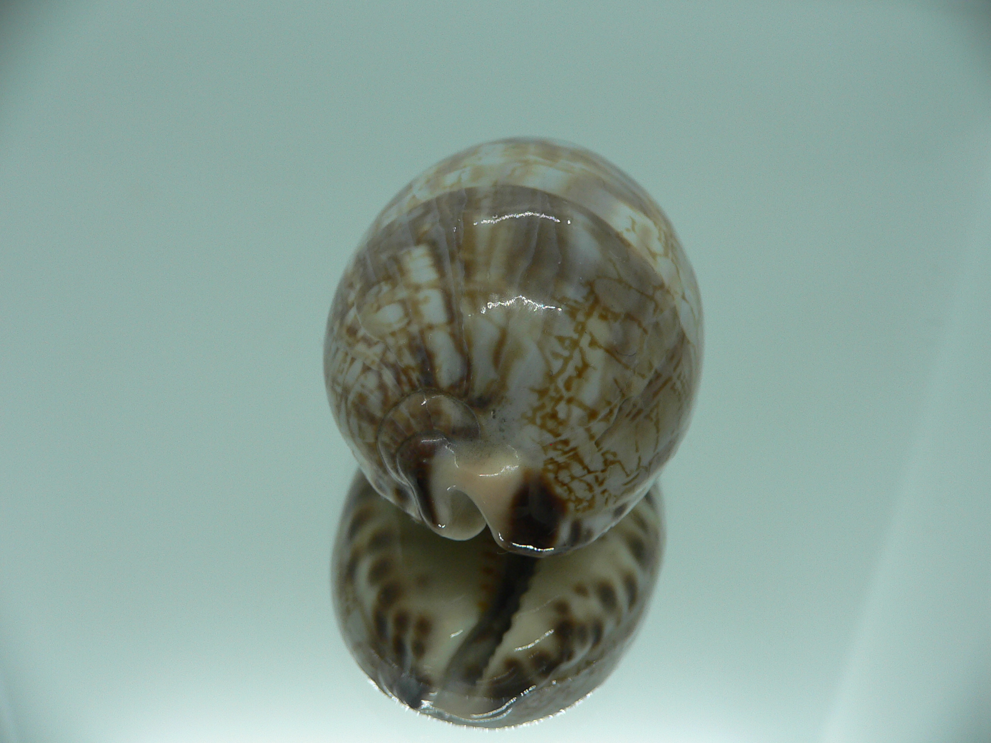 Cypraea histrio ALLES SUPER