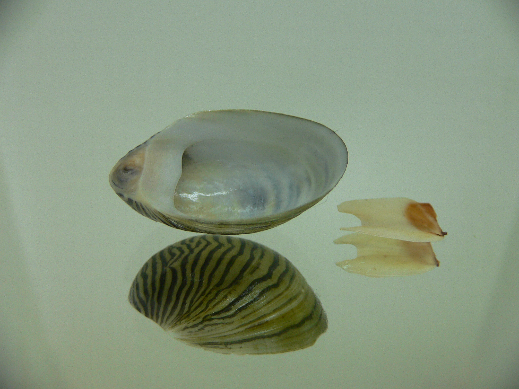 Septaria cumingiana