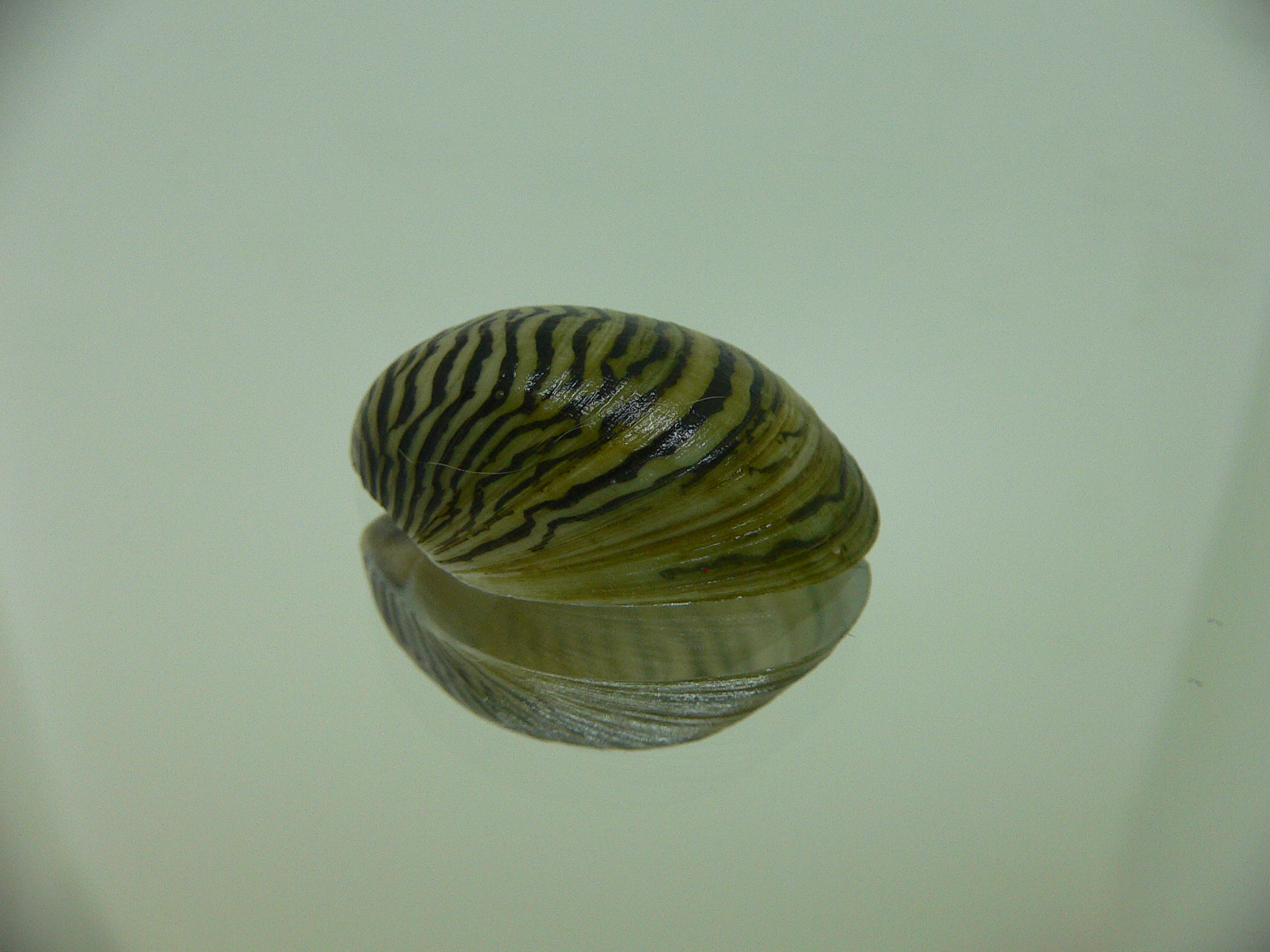 Septaria cumingiana