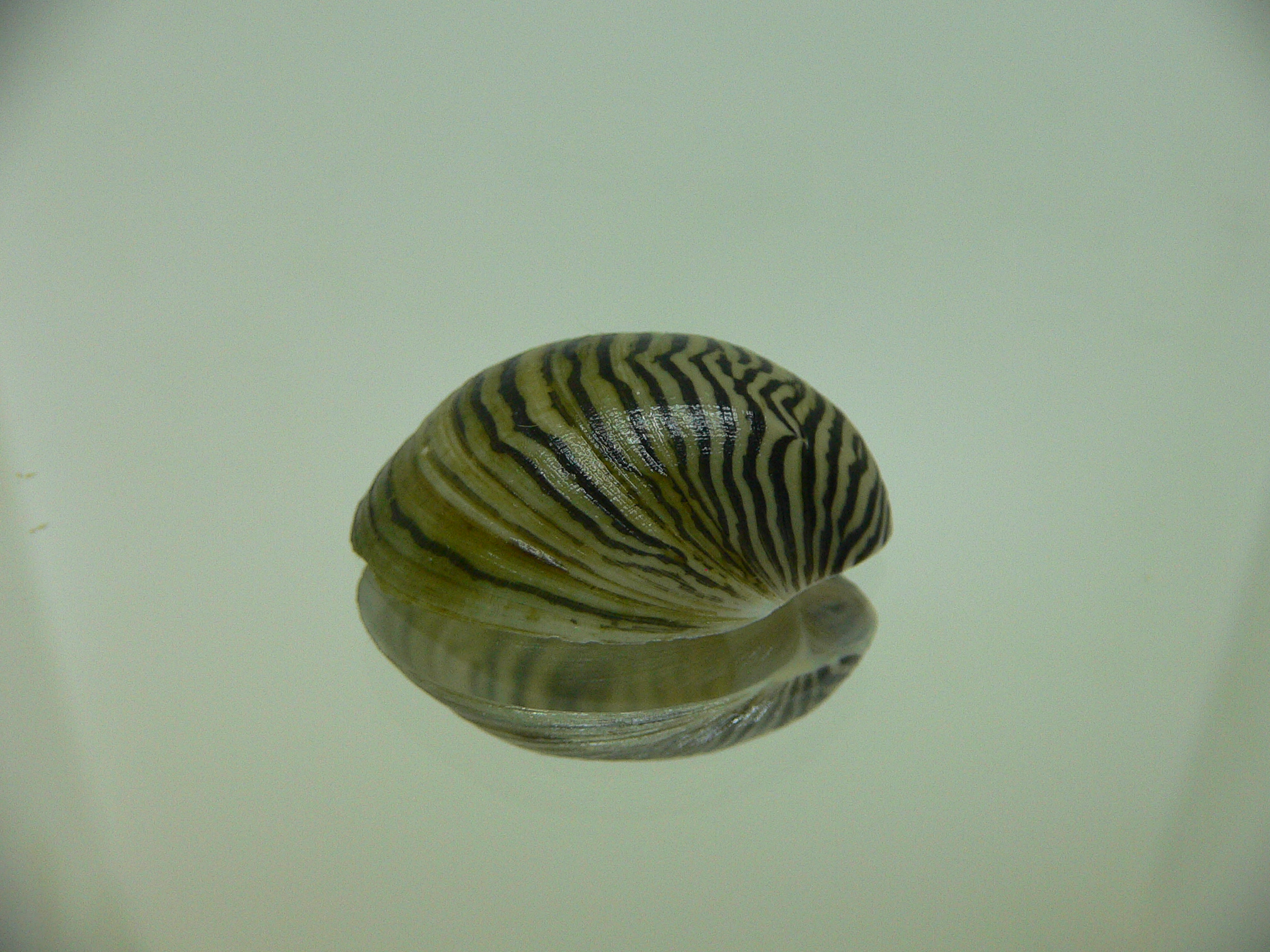 Septaria cumingiana