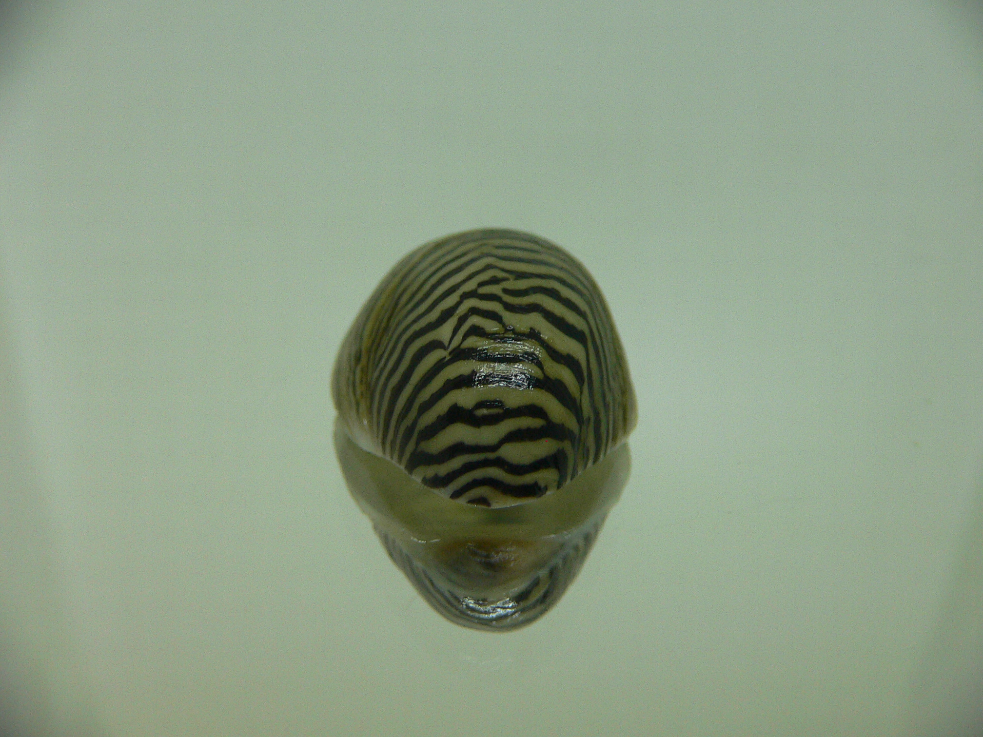 Septaria cumingiana
