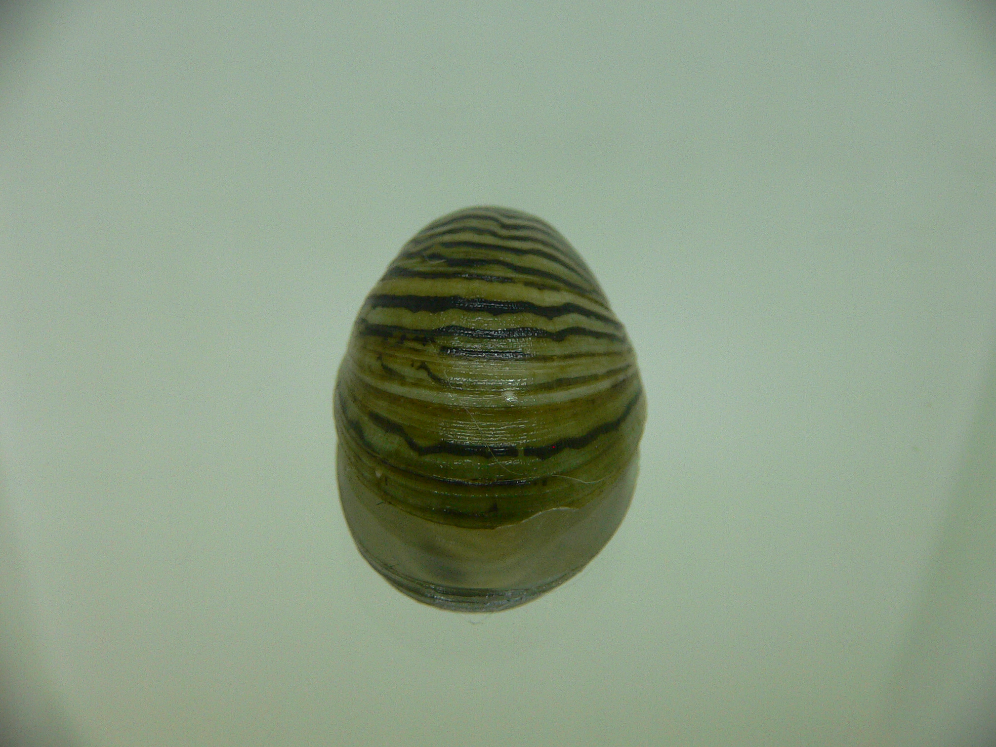 Septaria cumingiana