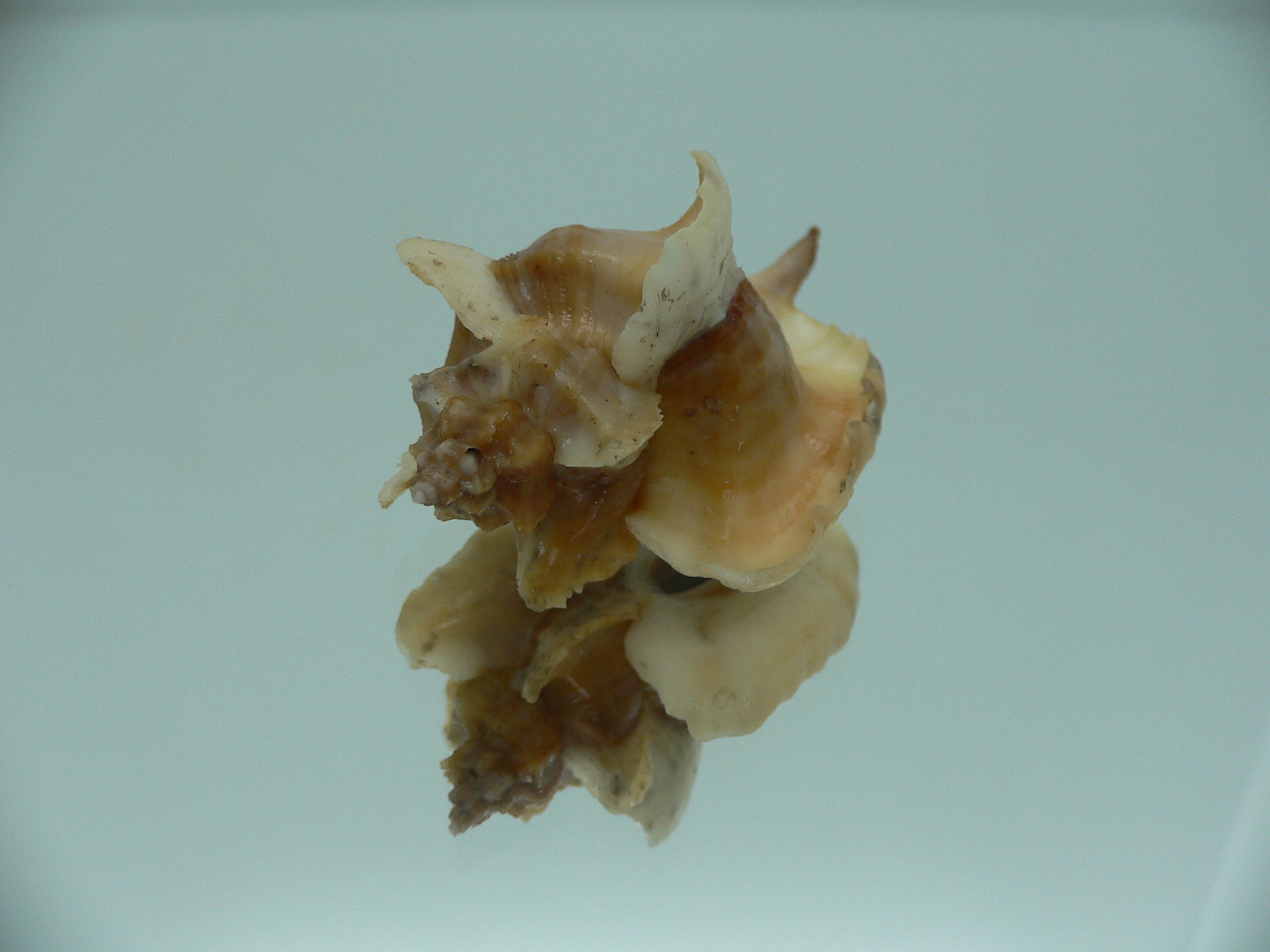 Pteropurpura falcata GIANT