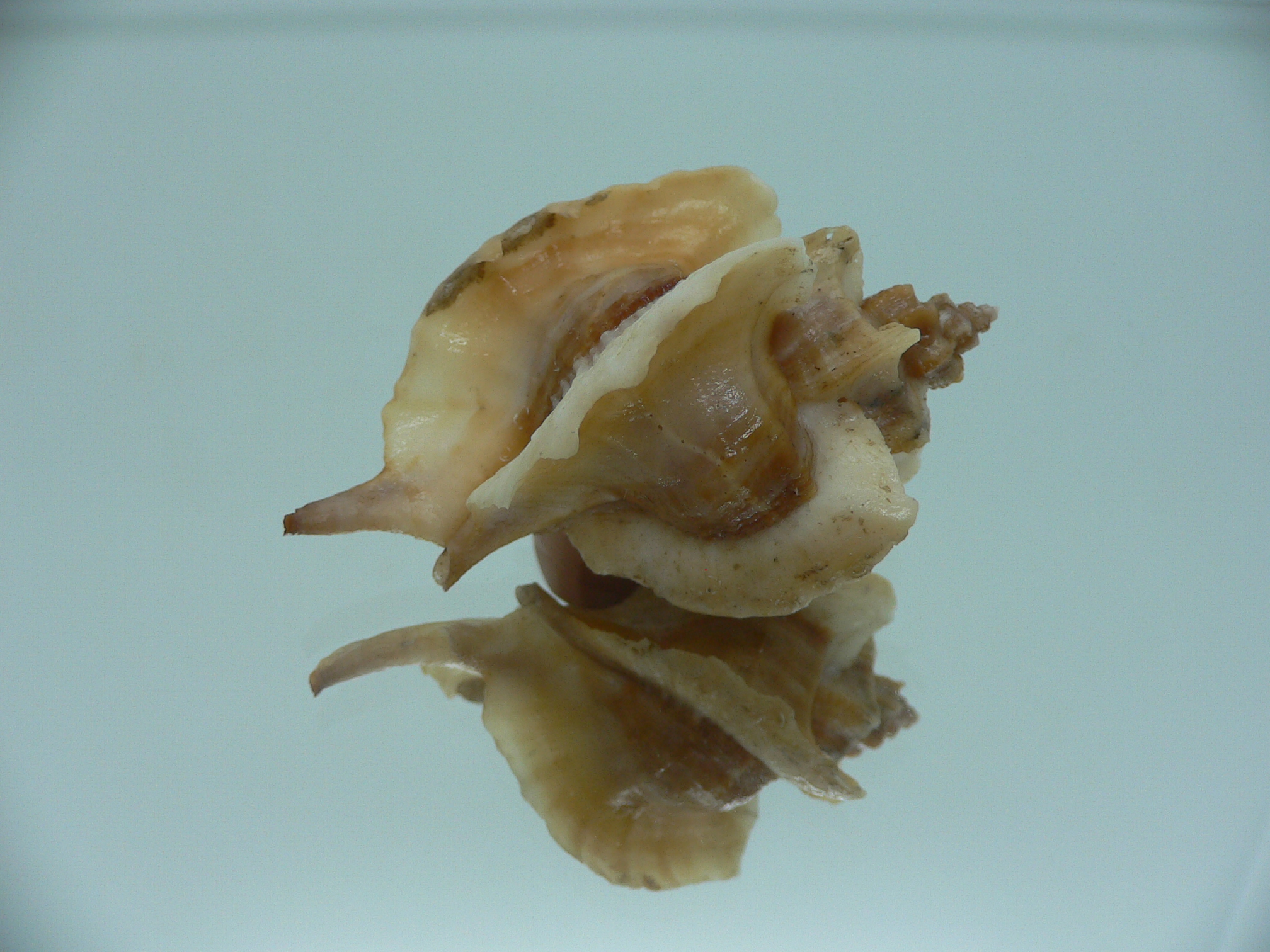 Pteropurpura falcata GIANT