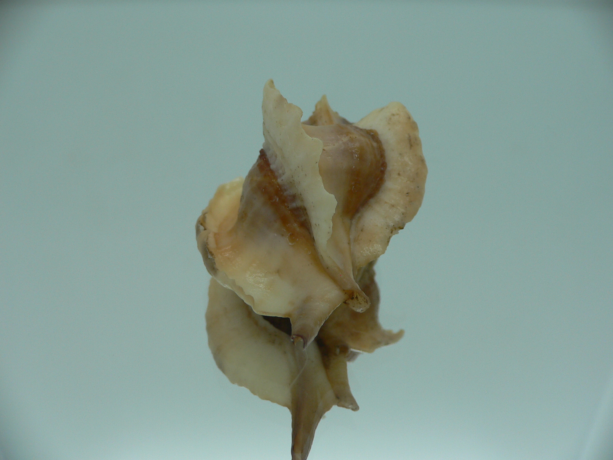 Pteropurpura falcata GIANT