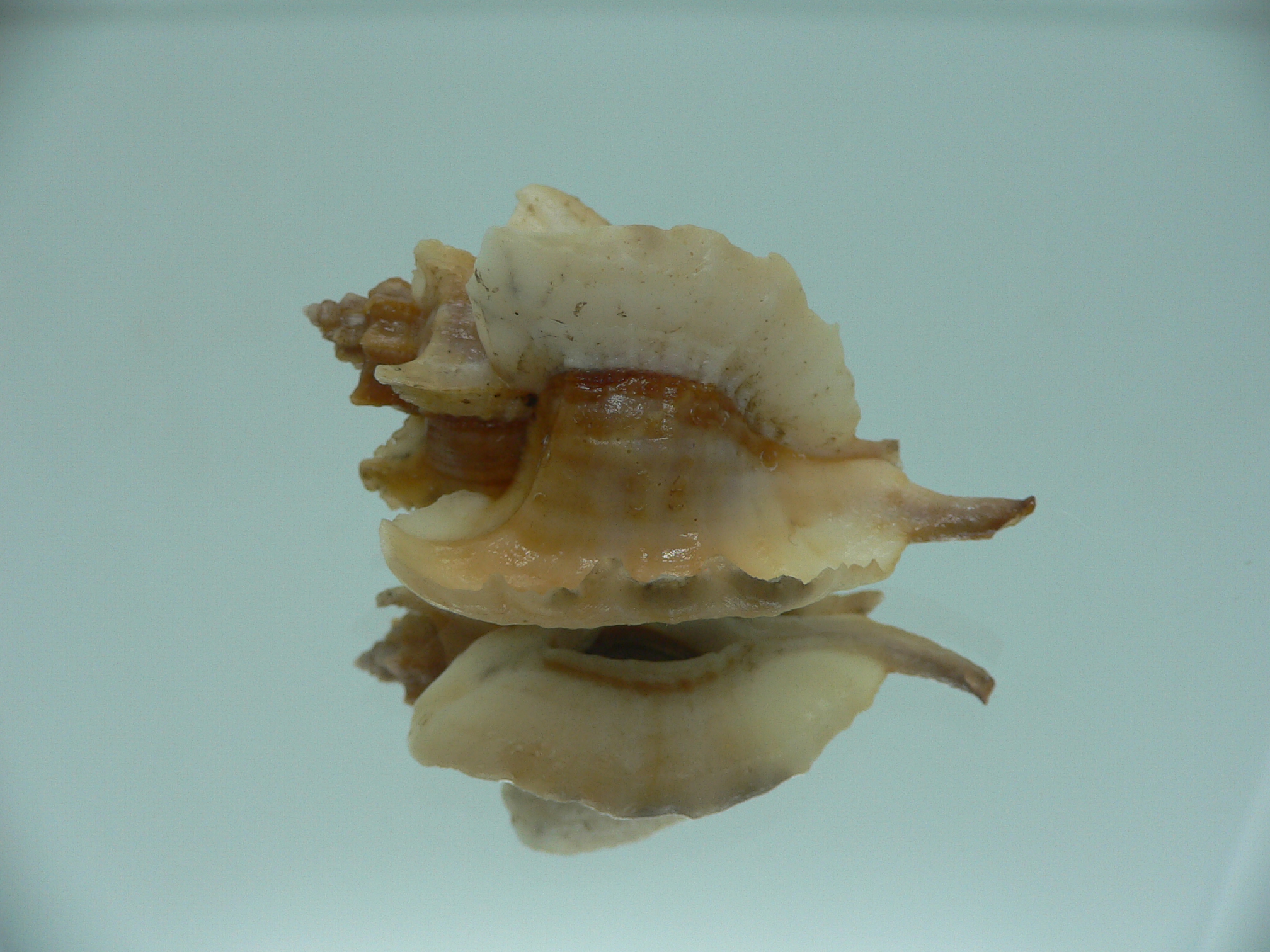 Pteropurpura falcata GIANT