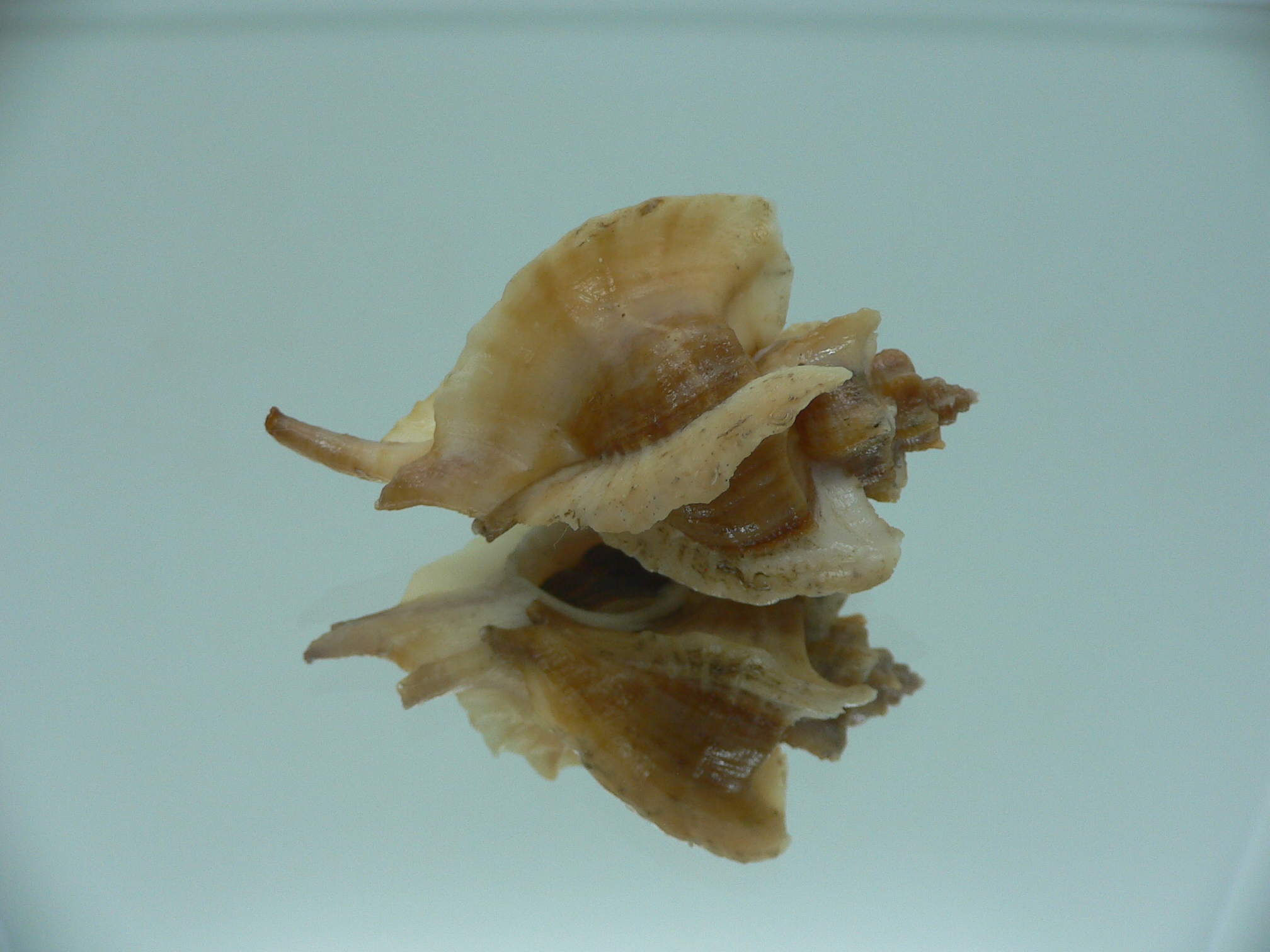 Pteropurpura falcata GIANT