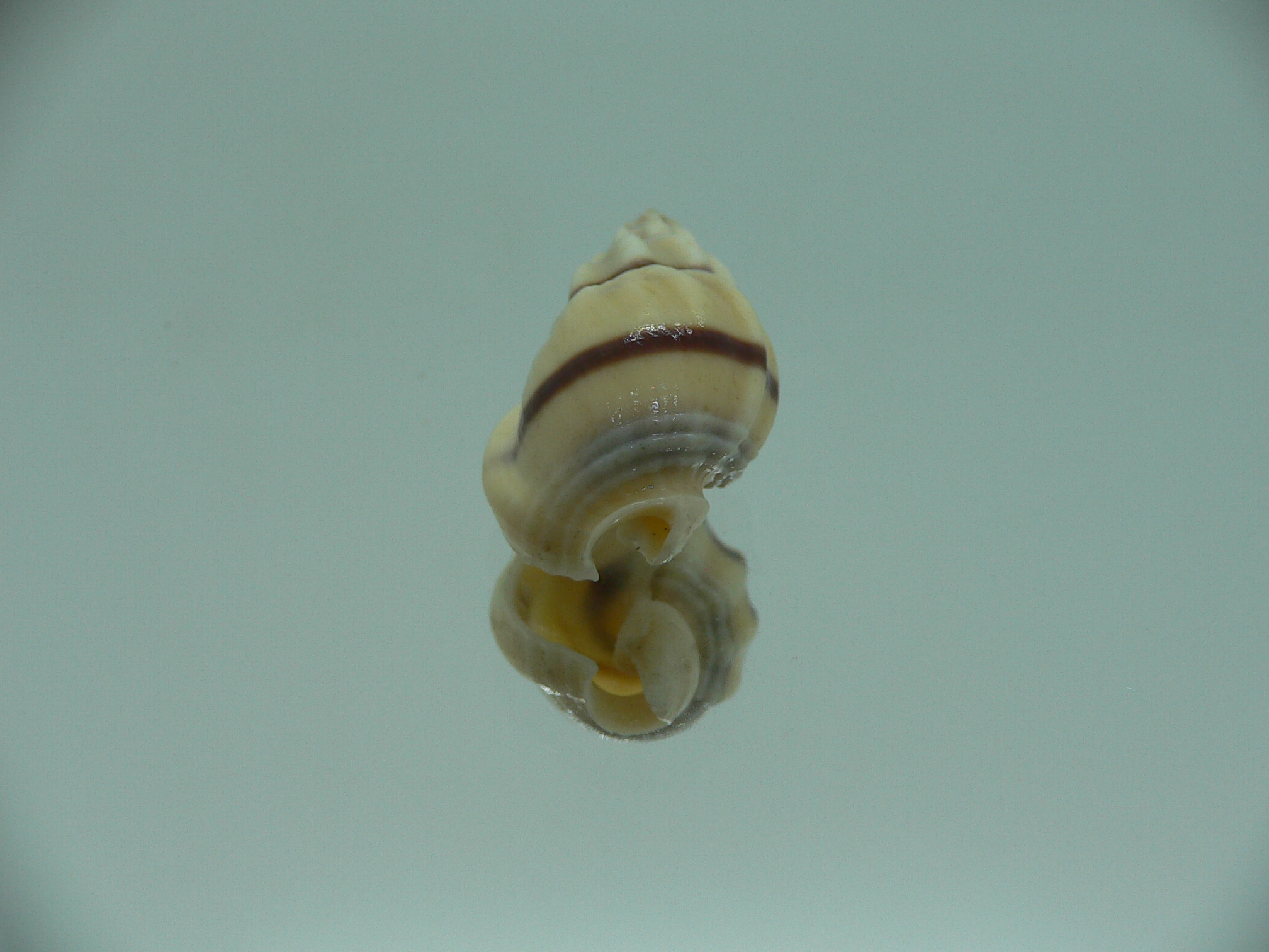 Nassarius stolatus BIG & STRIPED