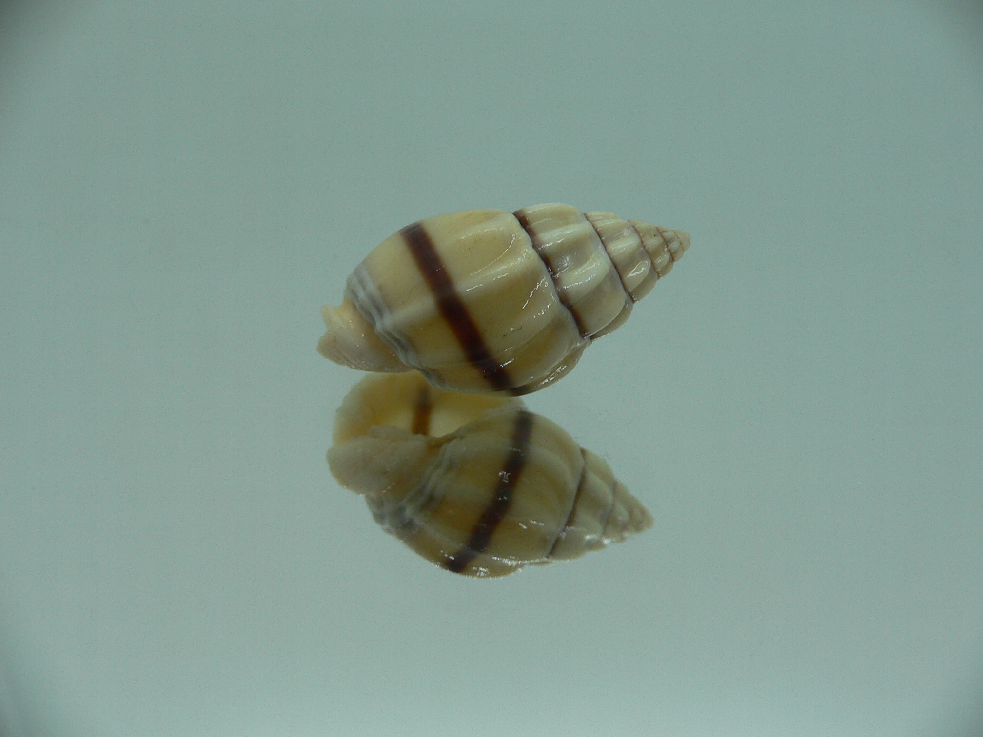 Nassarius stolatus BIG & STRIPED