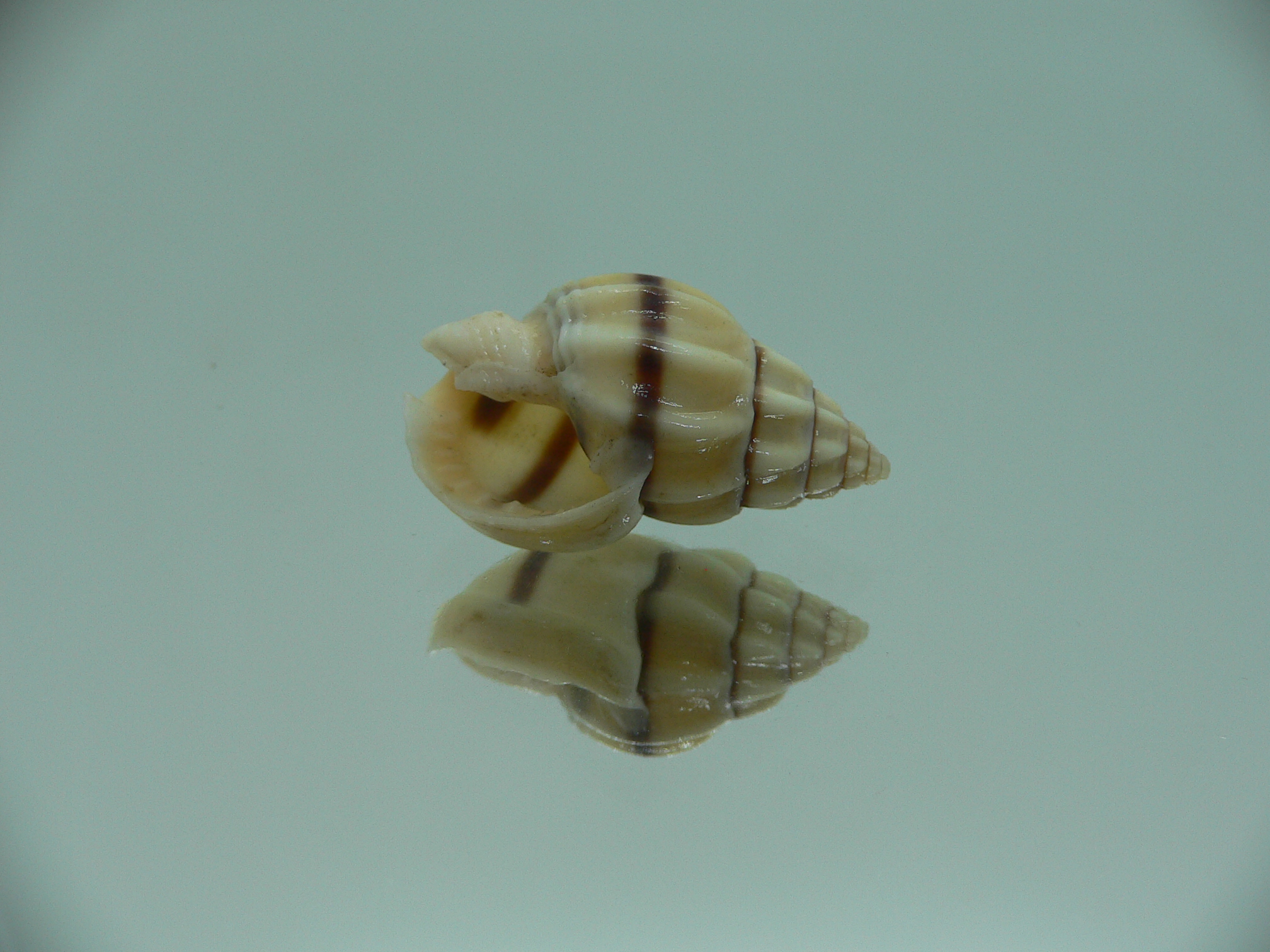 Nassarius stolatus BIG & STRIPED