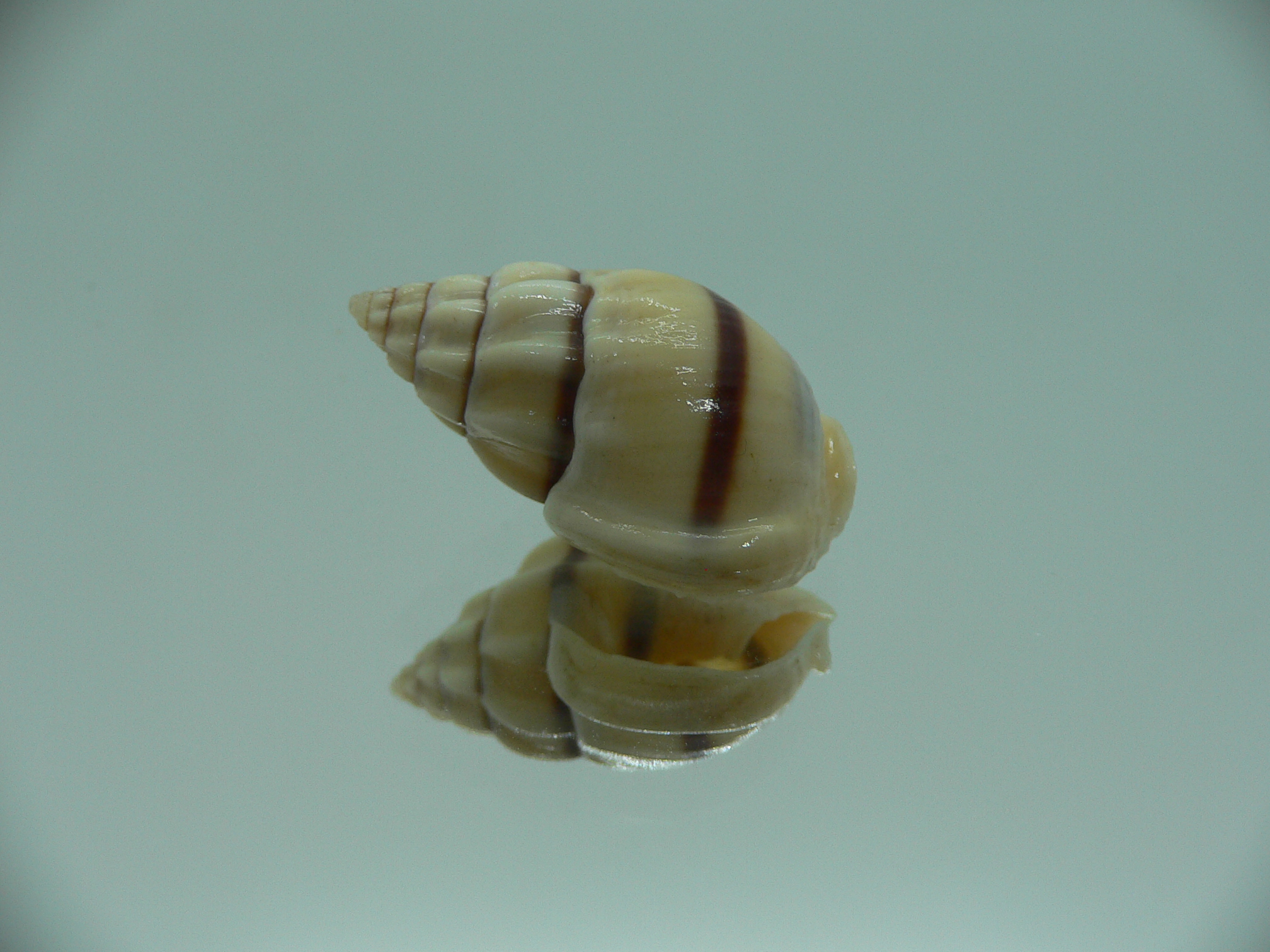 Nassarius stolatus BIG & STRIPED
