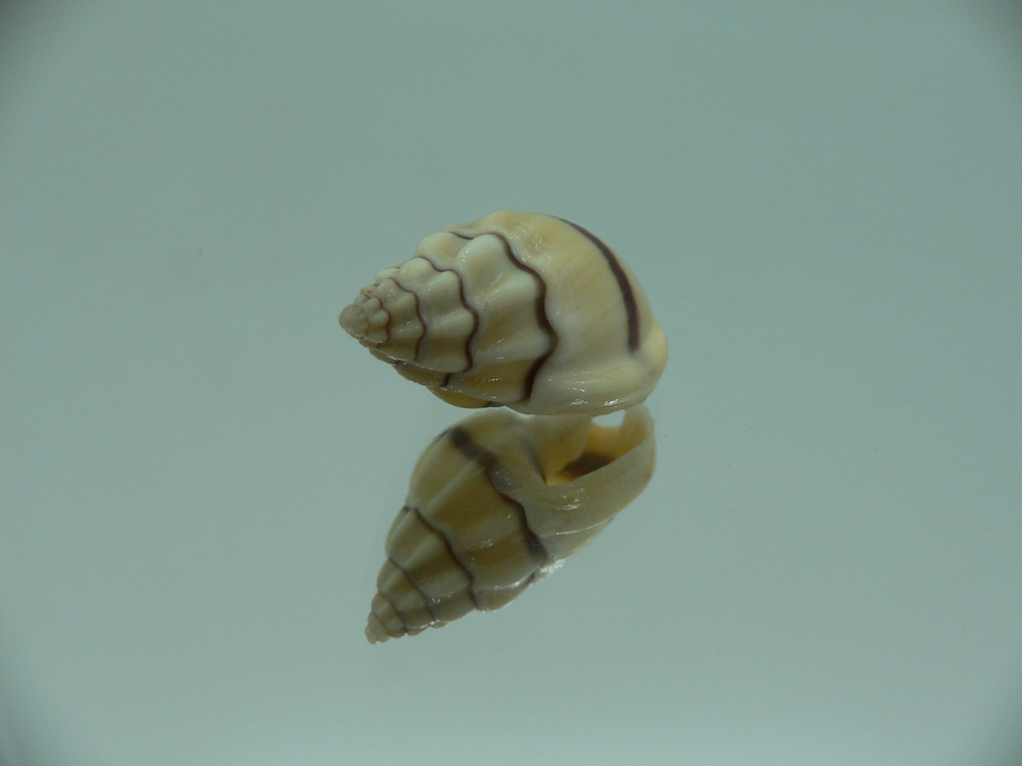 Nassarius stolatus BIG & STRIPED