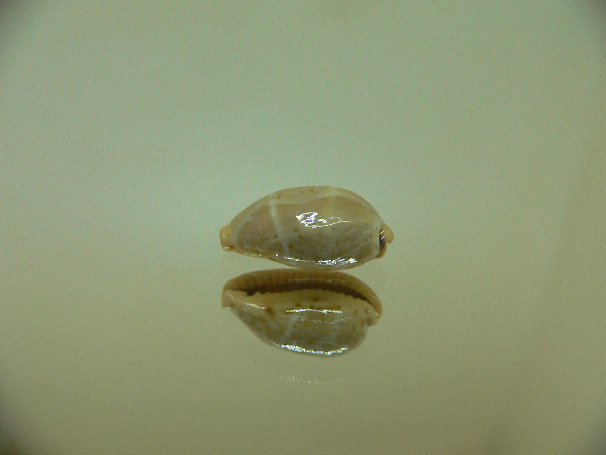 Cypraea lutea UNUSUAL