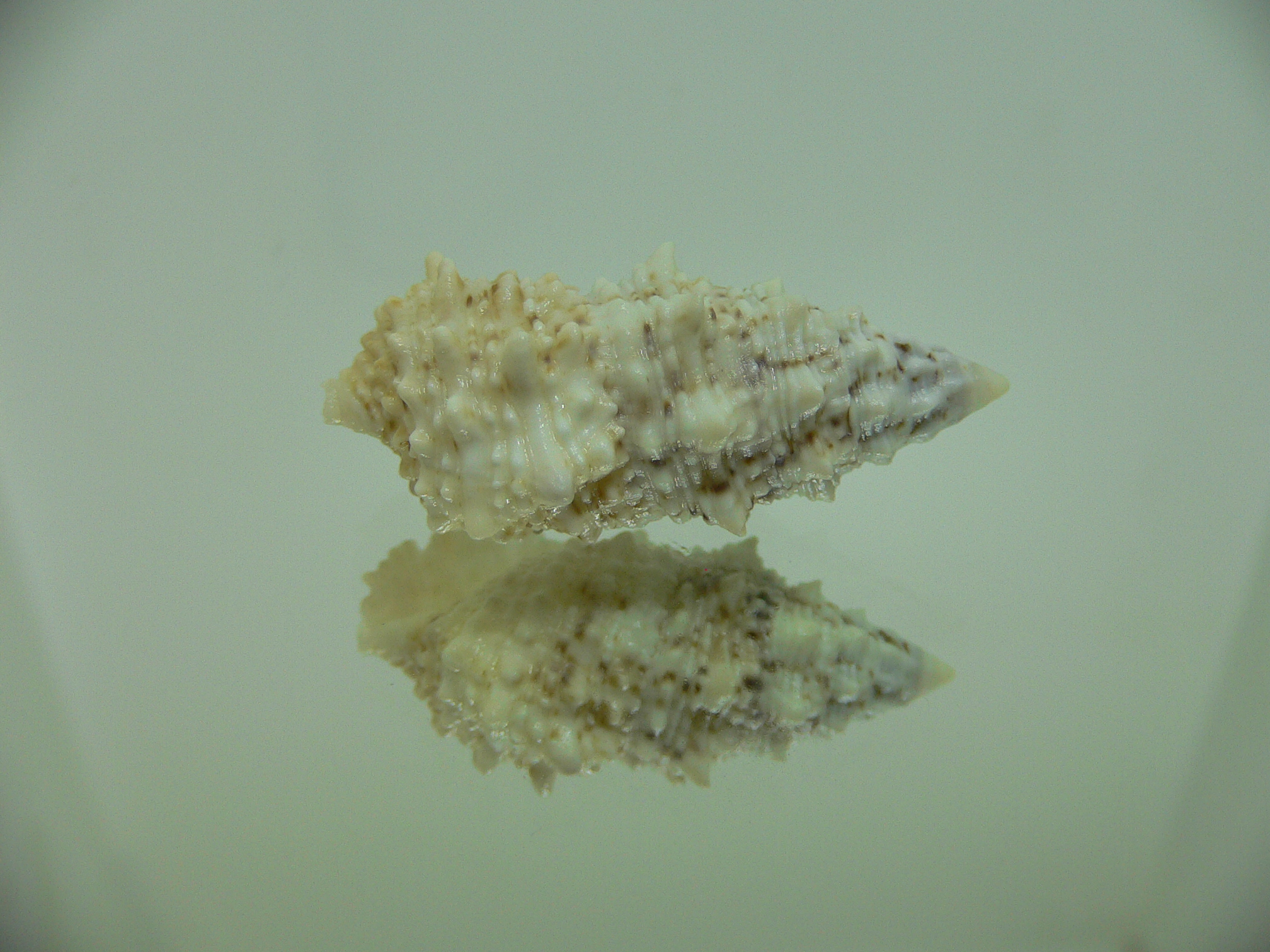 Cerithium echinatum WIDE