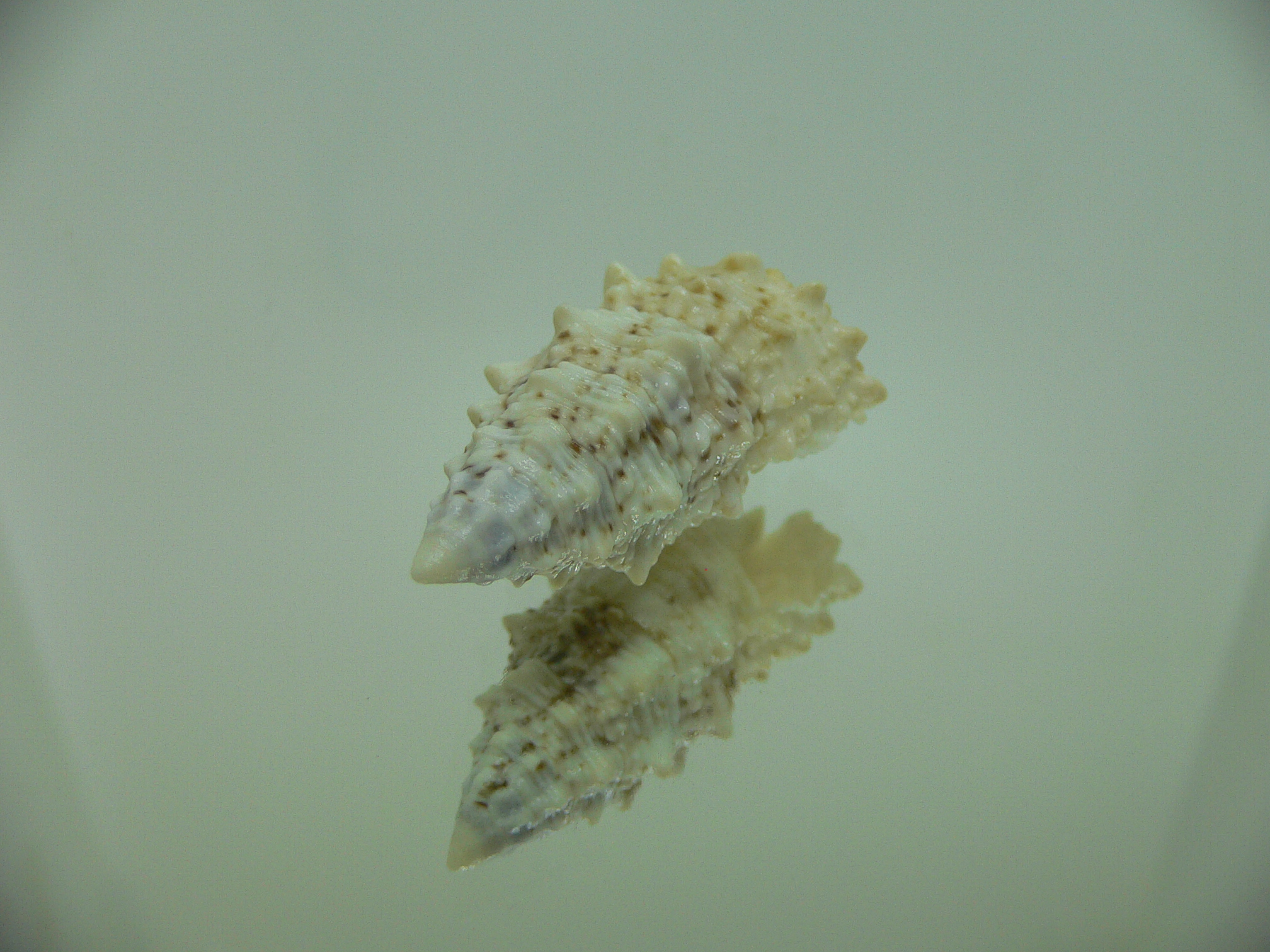 Cerithium echinatum WIDE