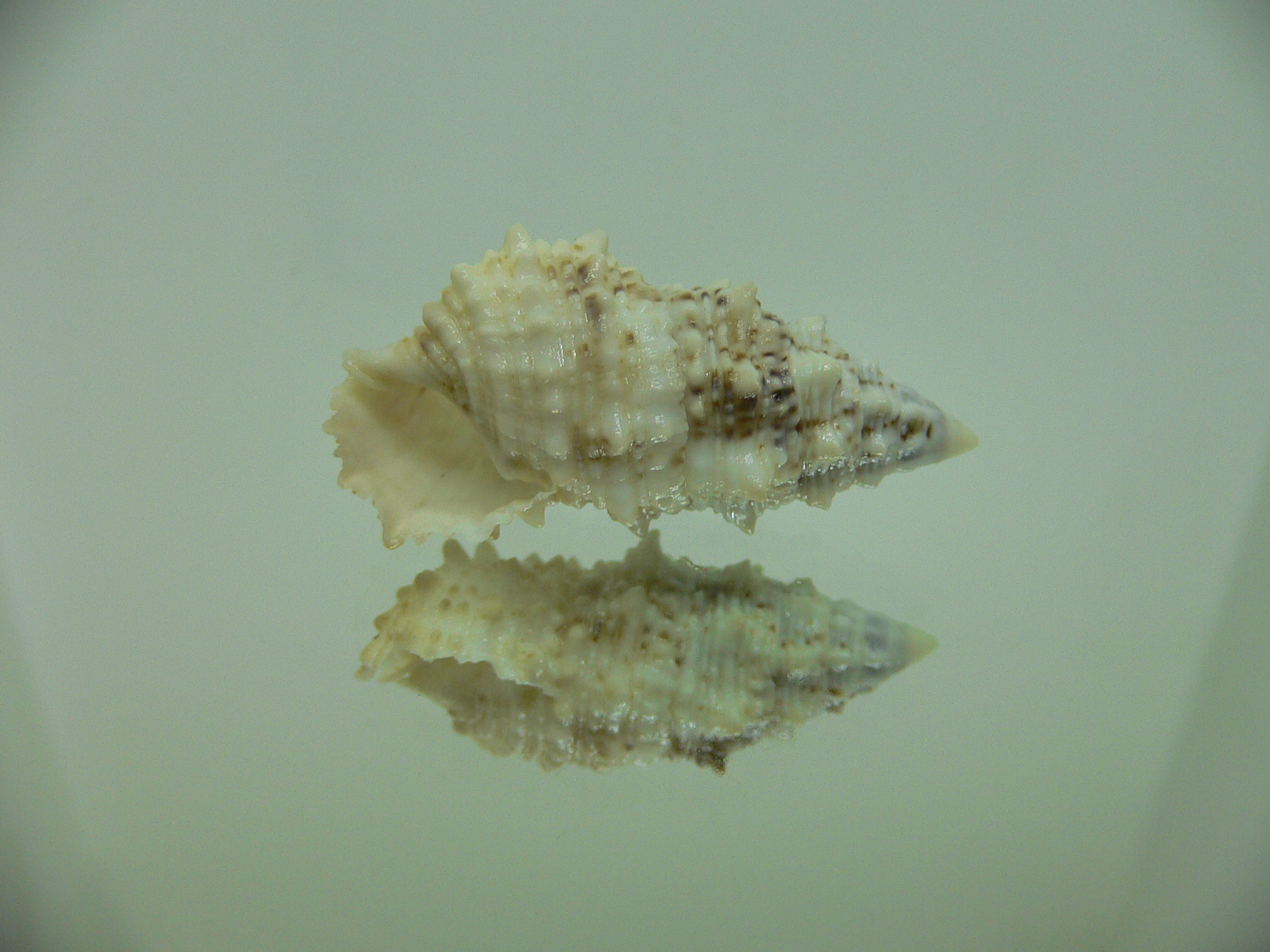 Cerithium echinatum WIDE