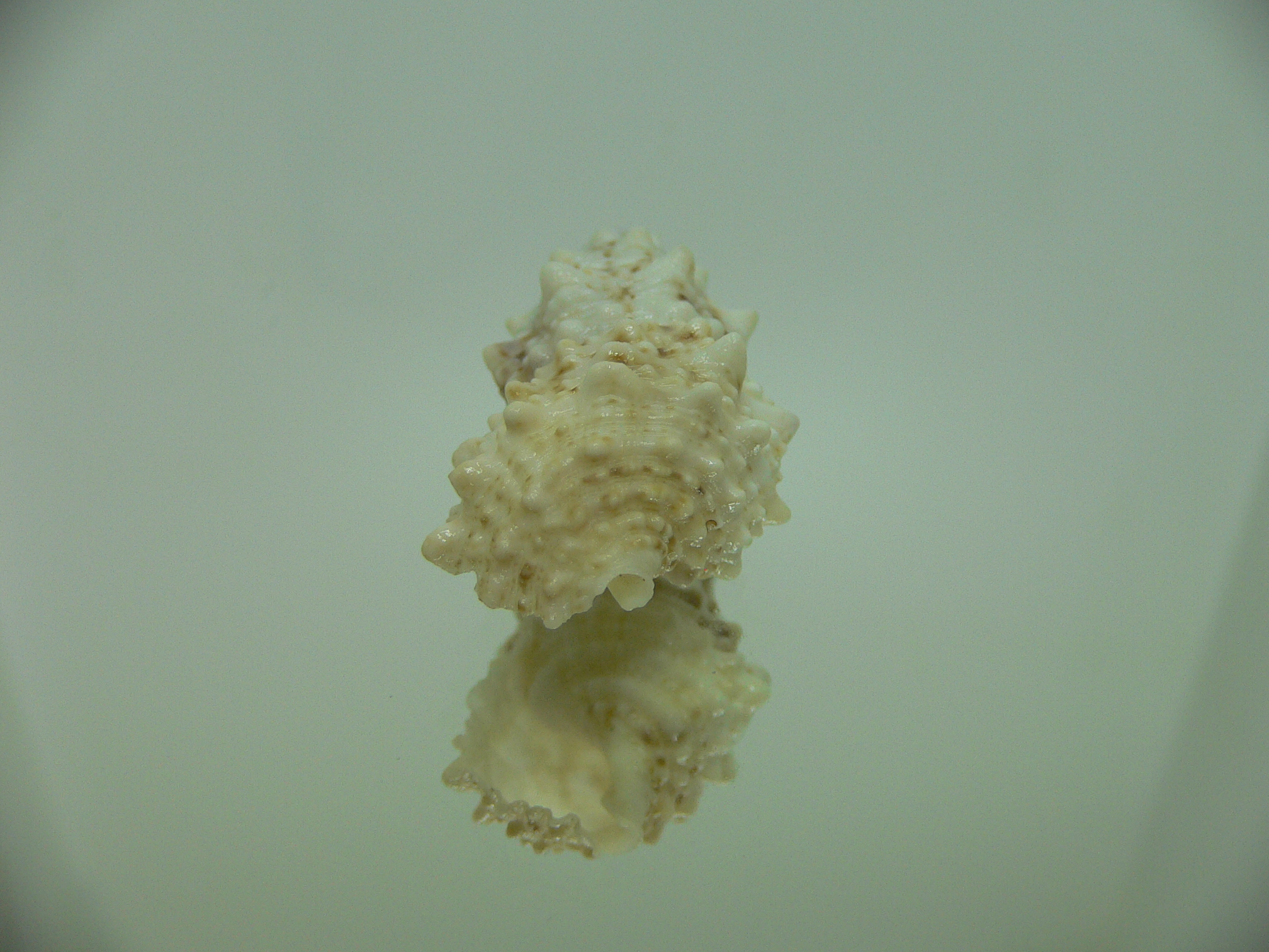 Cerithium echinatum WIDE