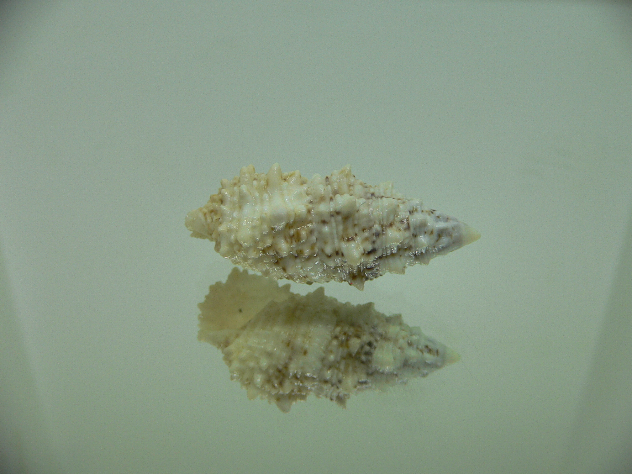 Cerithium echinatum WIDE