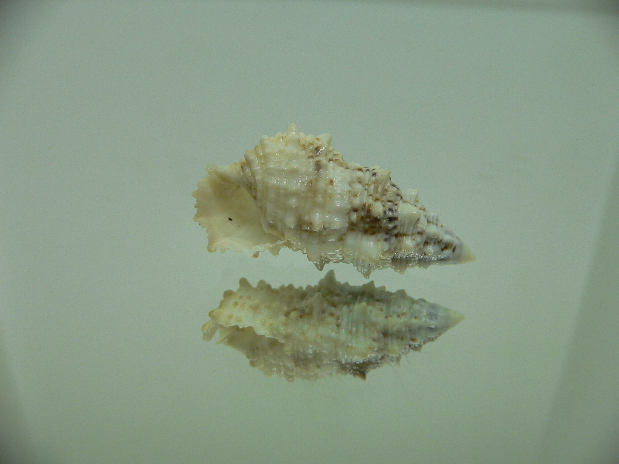 Cerithium echinatum WIDE