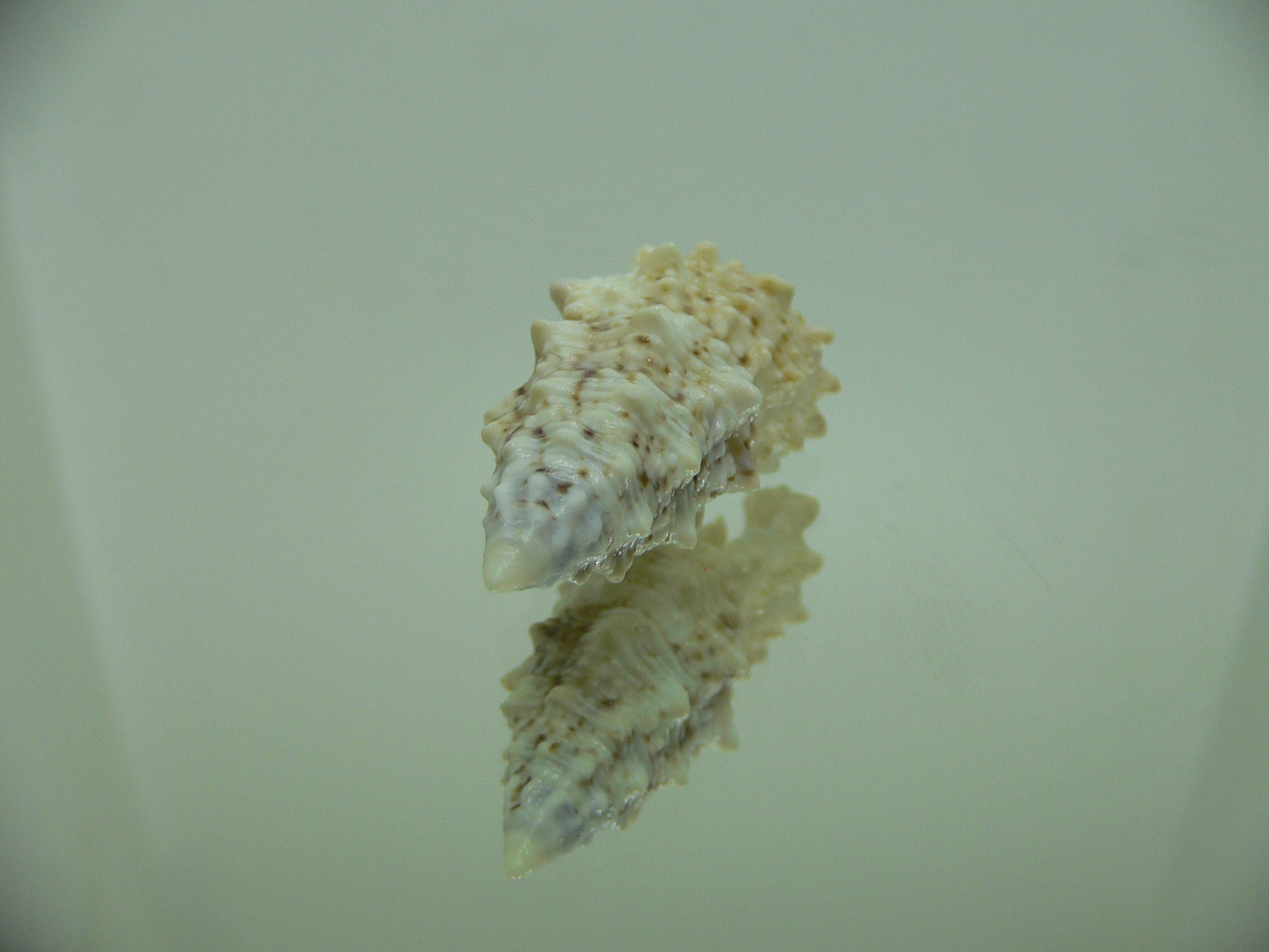 Cerithium echinatum WIDE