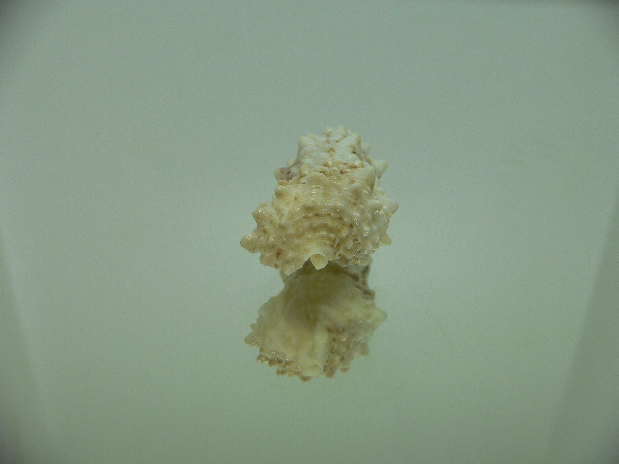 Cerithium echinatum WIDE