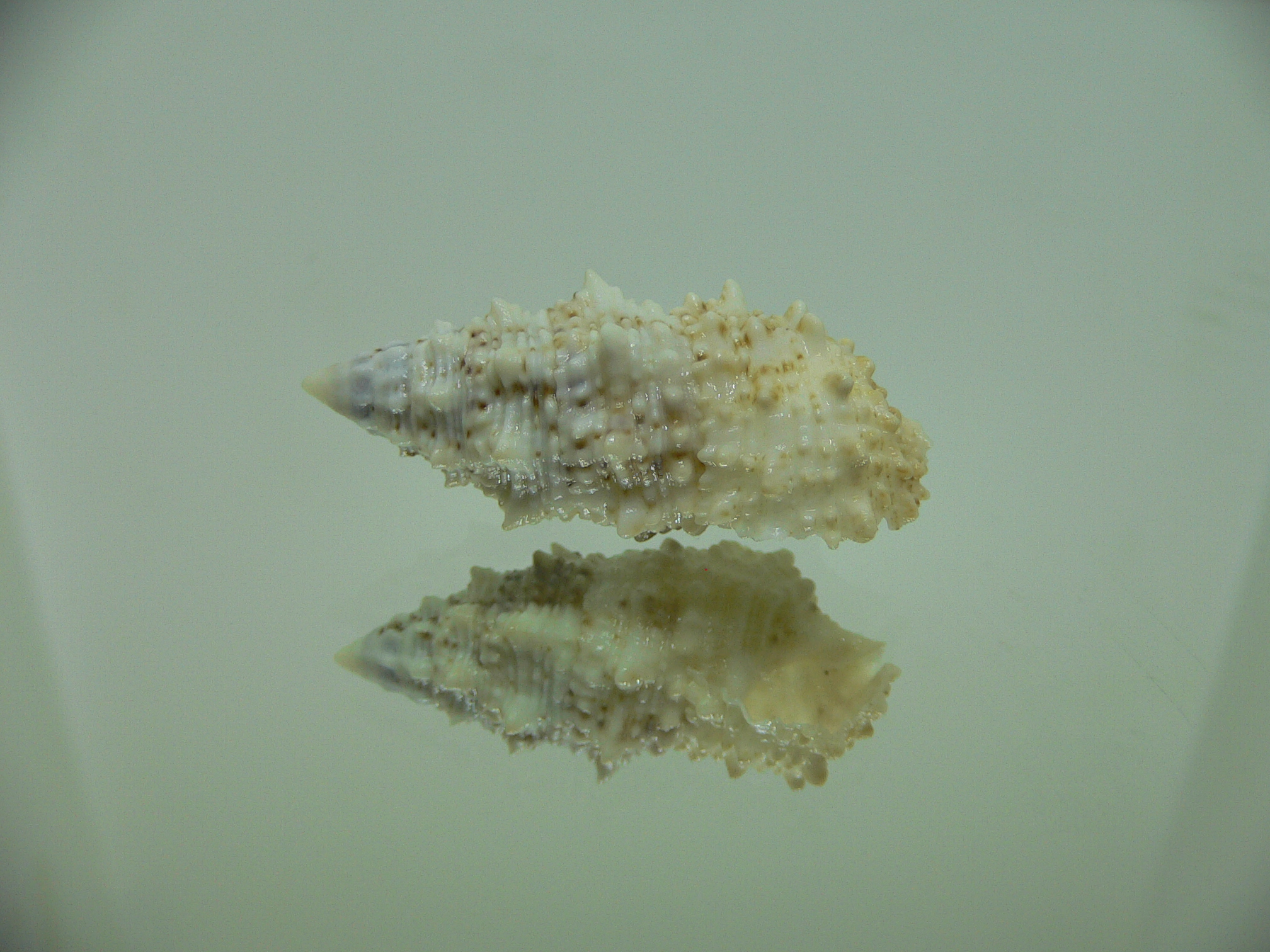 Cerithium echinatum WIDE