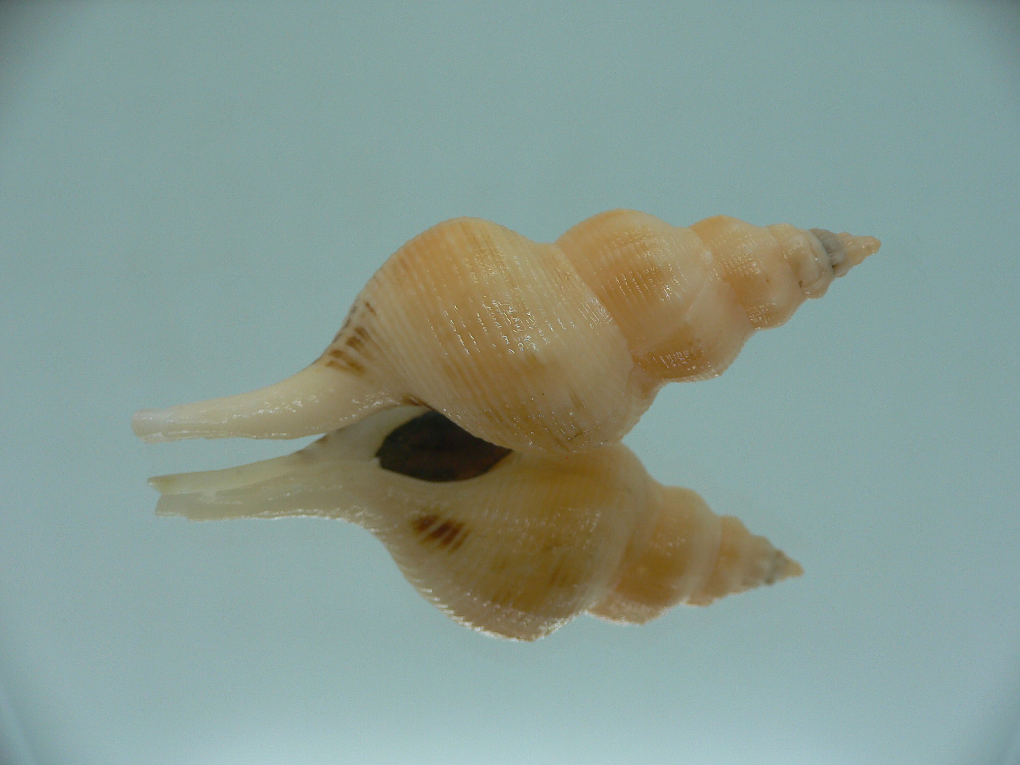 Siphonofusus lubricus YELLOW