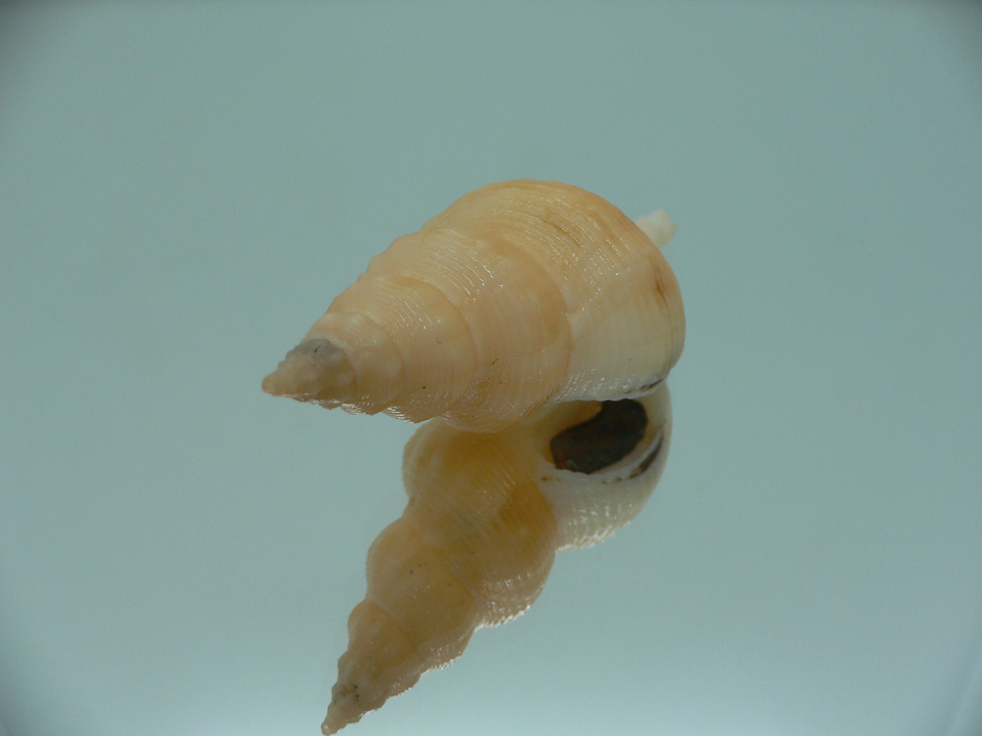 Siphonofusus lubricus YELLOW