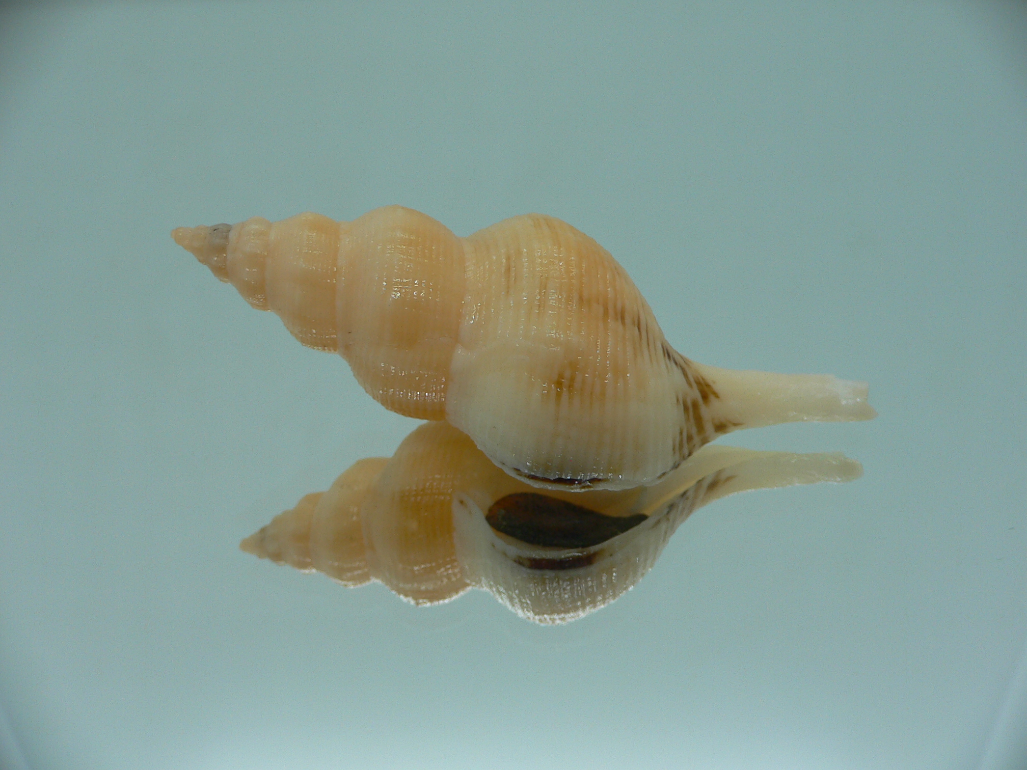 Siphonofusus lubricus YELLOW