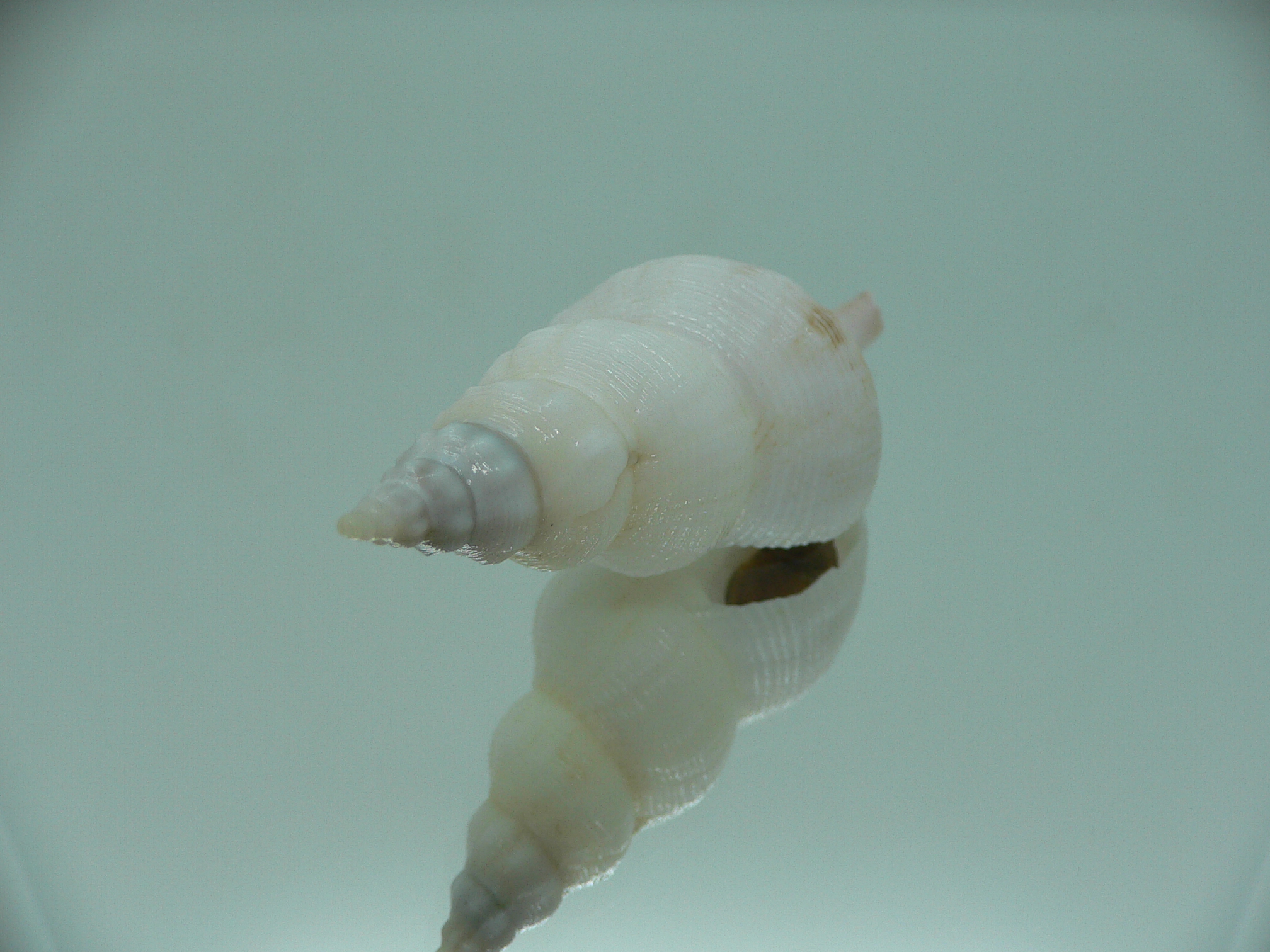 Siphonofusus lubricus BIG & WIDE