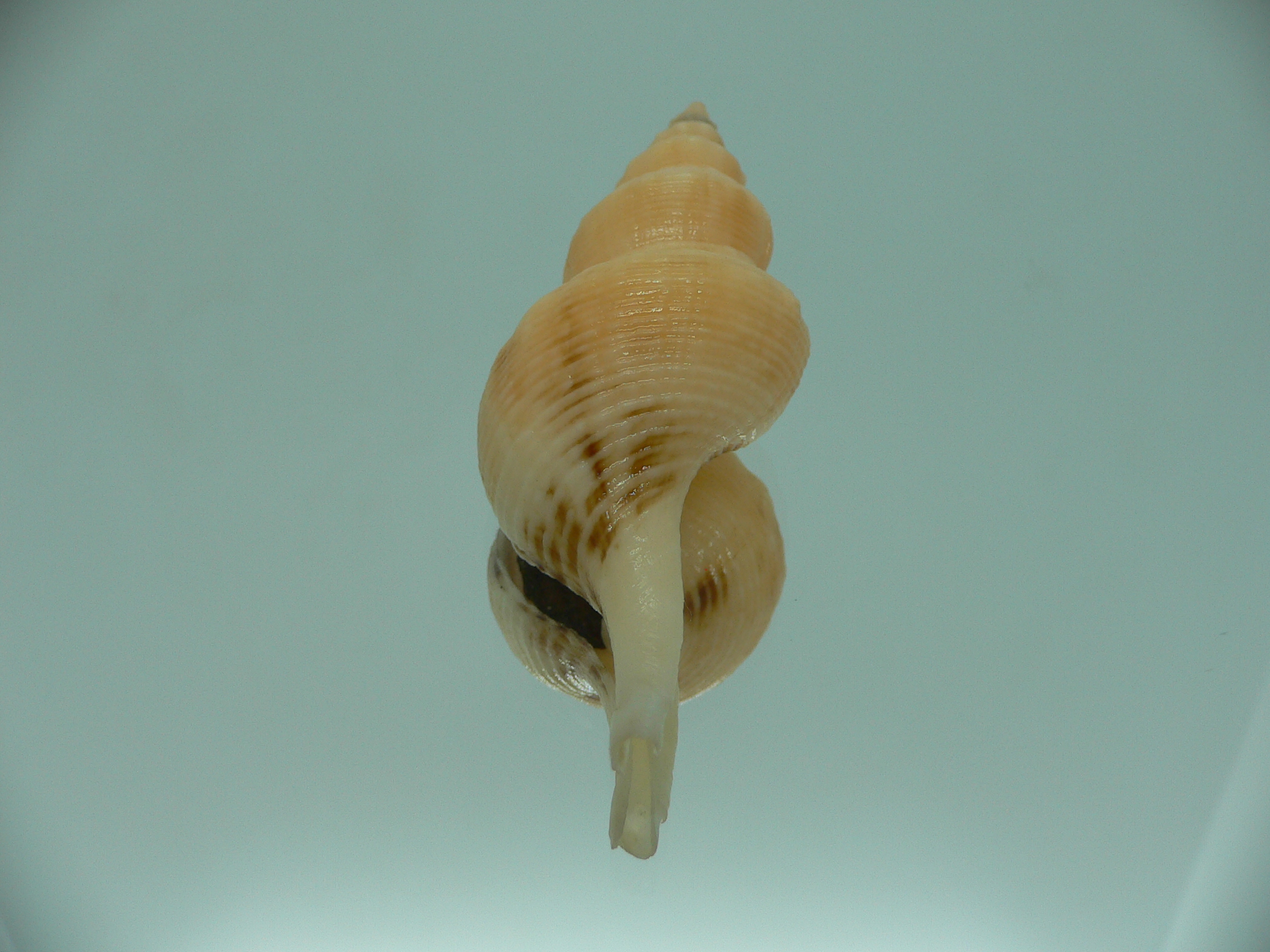 Siphonofusus lubricus YELLOW