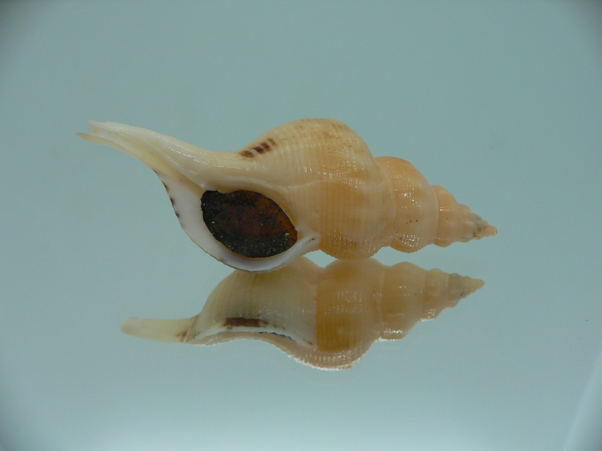 Siphonofusus lubricus YELLOW