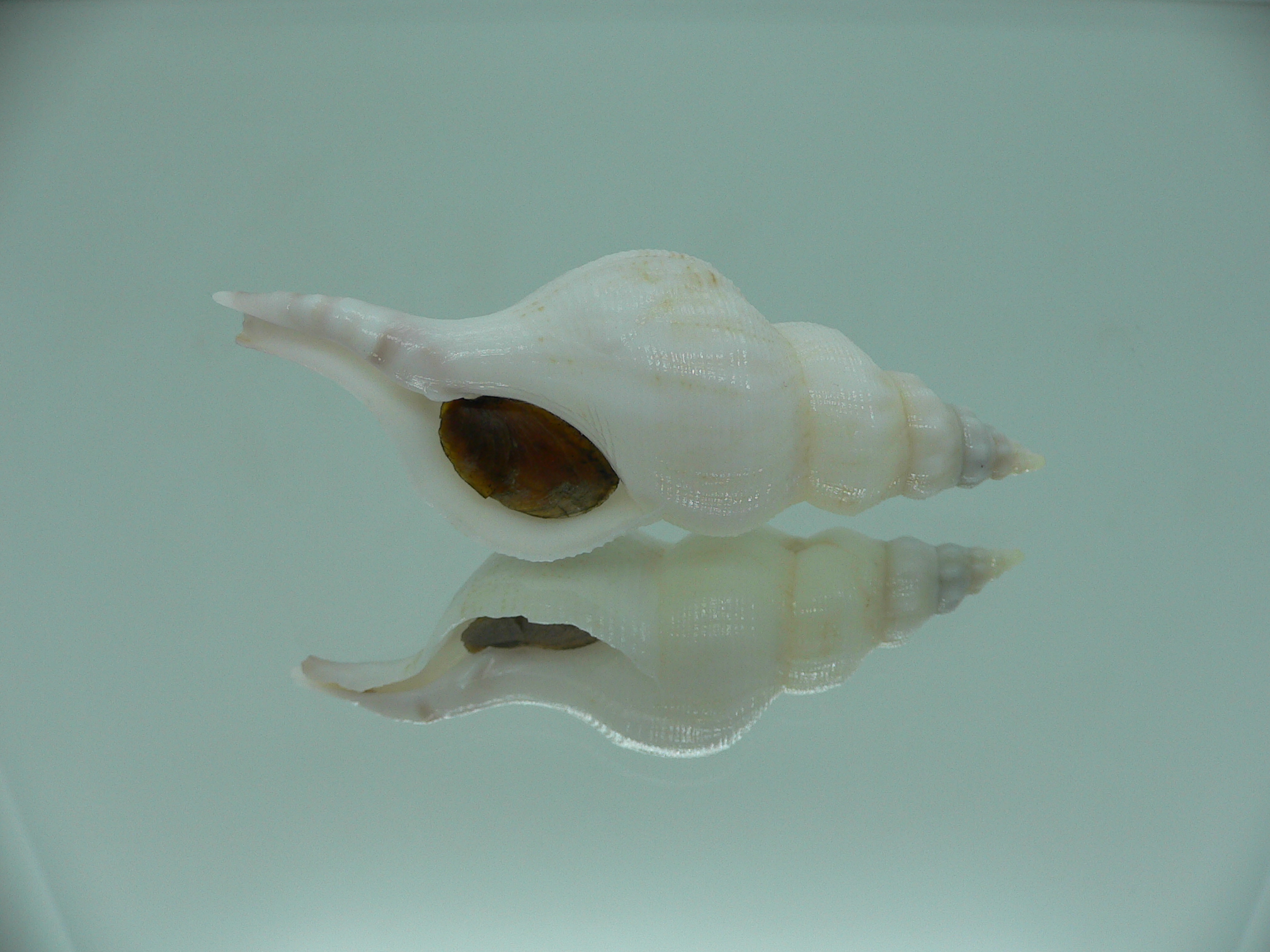 Siphonofusus lubricus BIG & WIDE