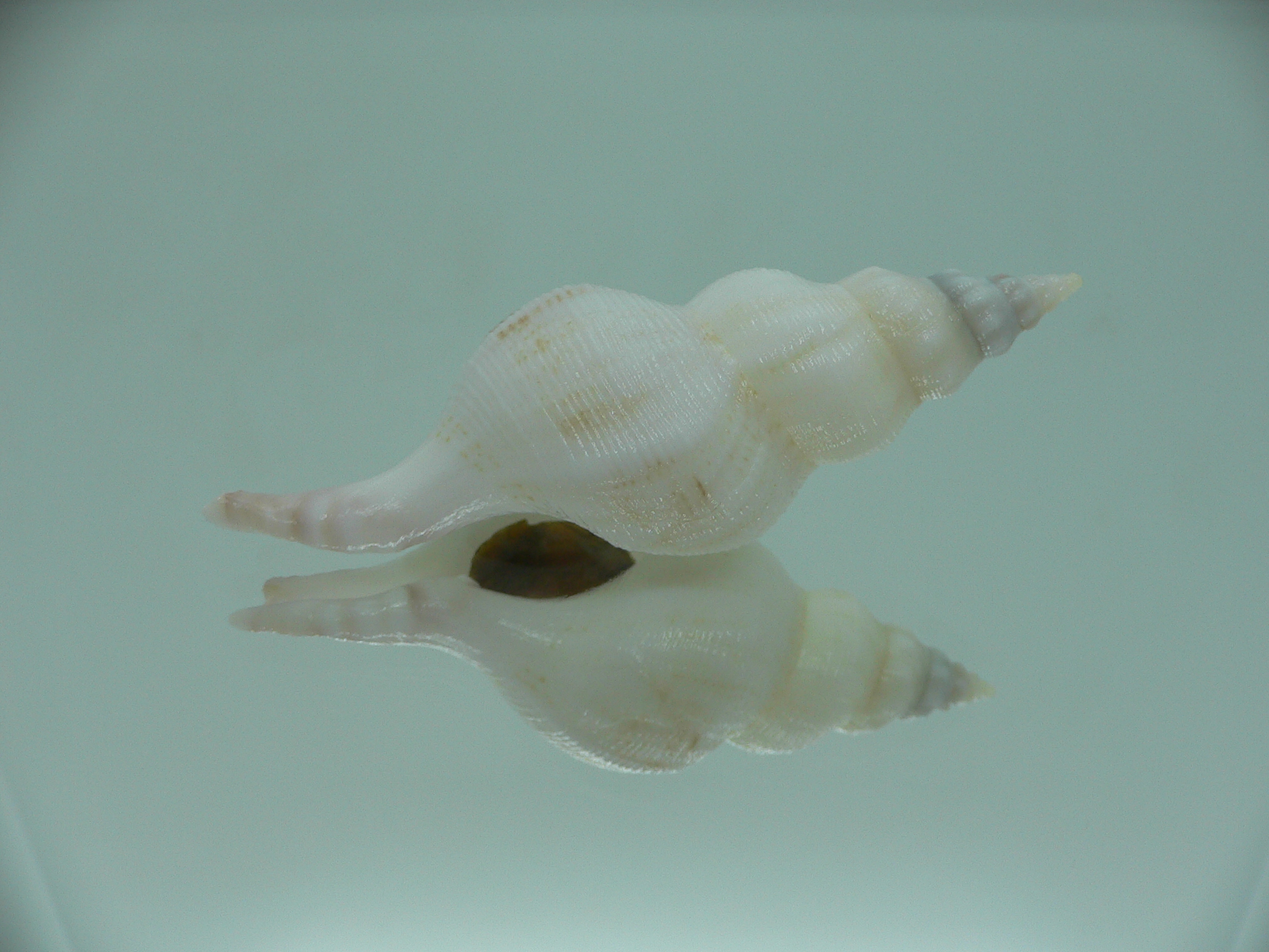 Siphonofusus lubricus BIG & WIDE