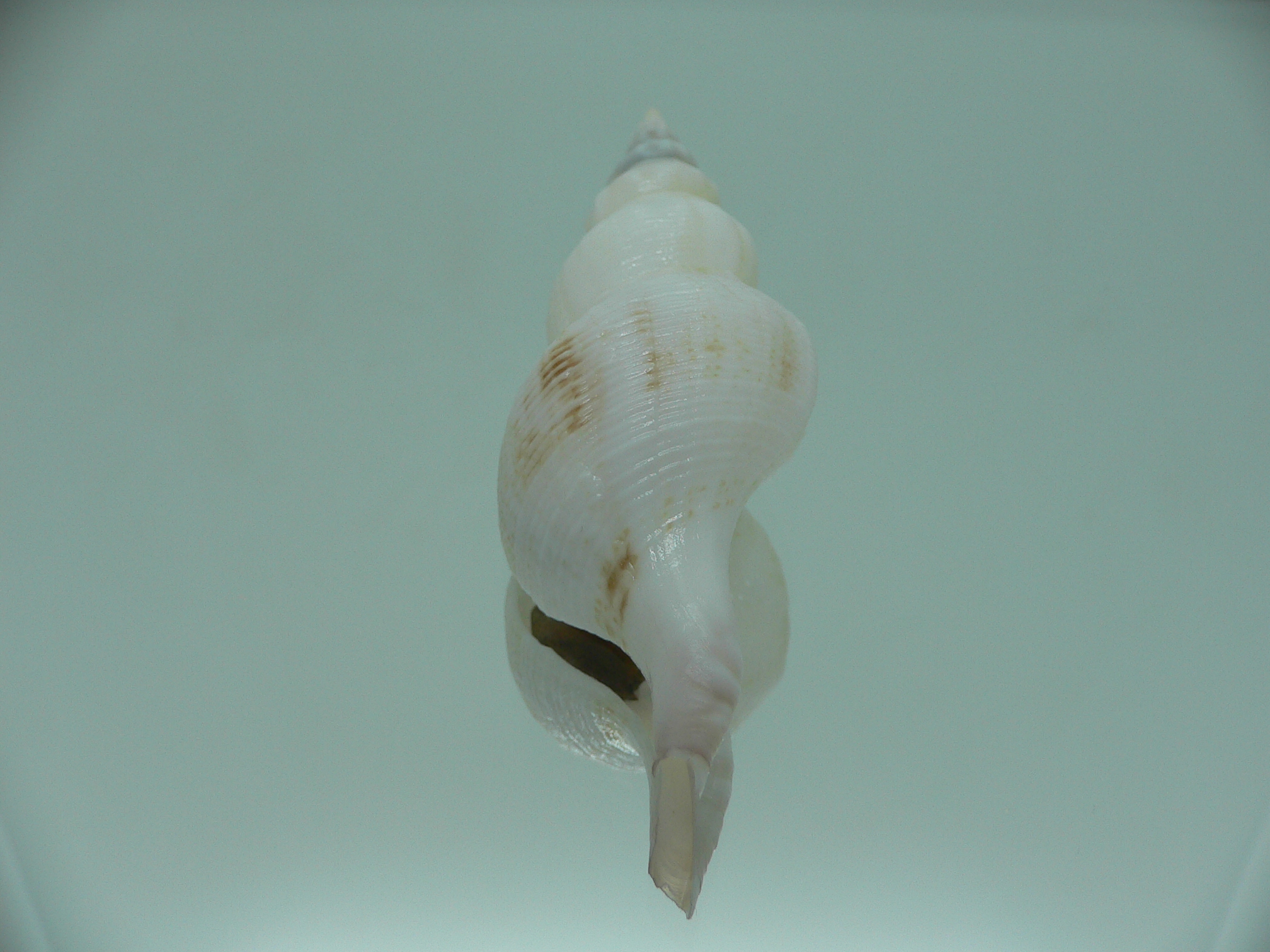 Siphonofusus lubricus BIG & WIDE