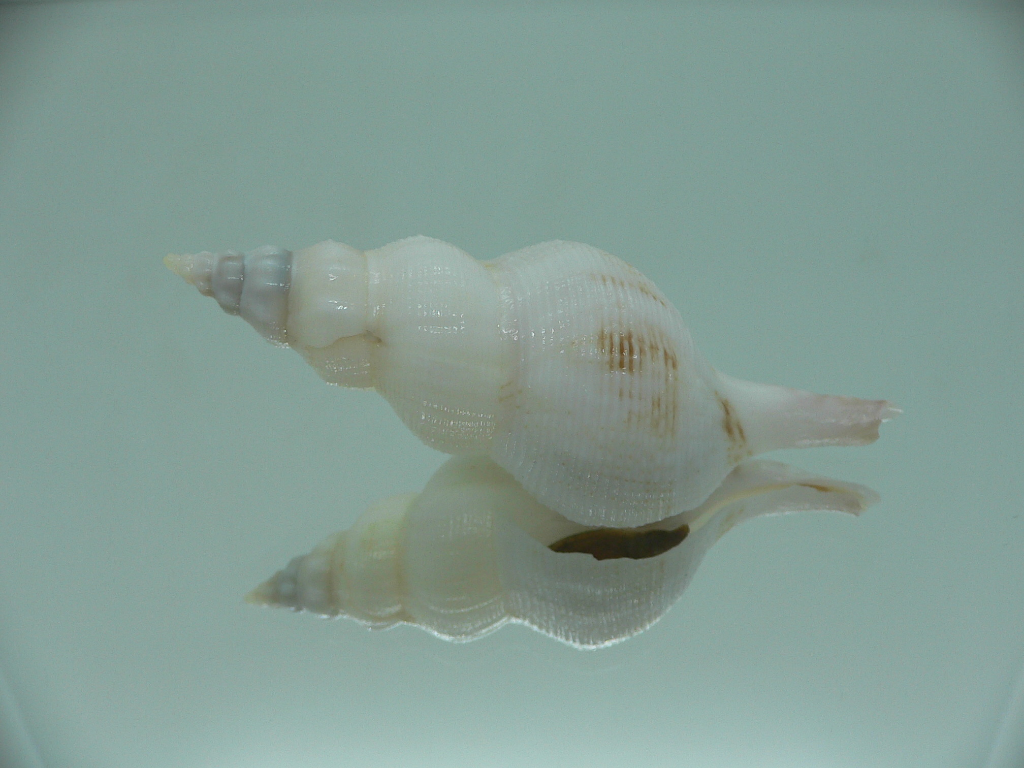 Siphonofusus lubricus BIG & WIDE
