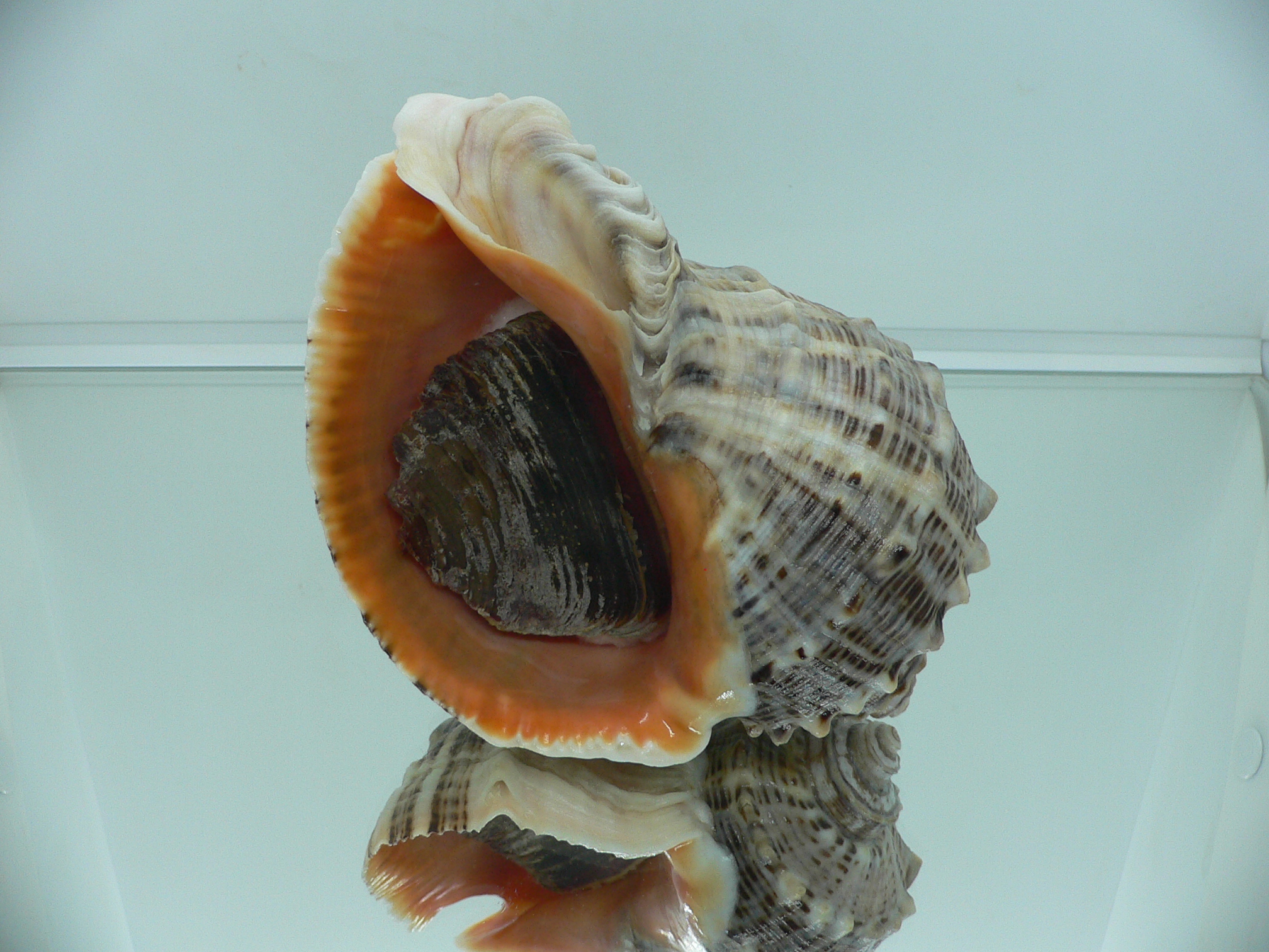Rapana venosa BIG