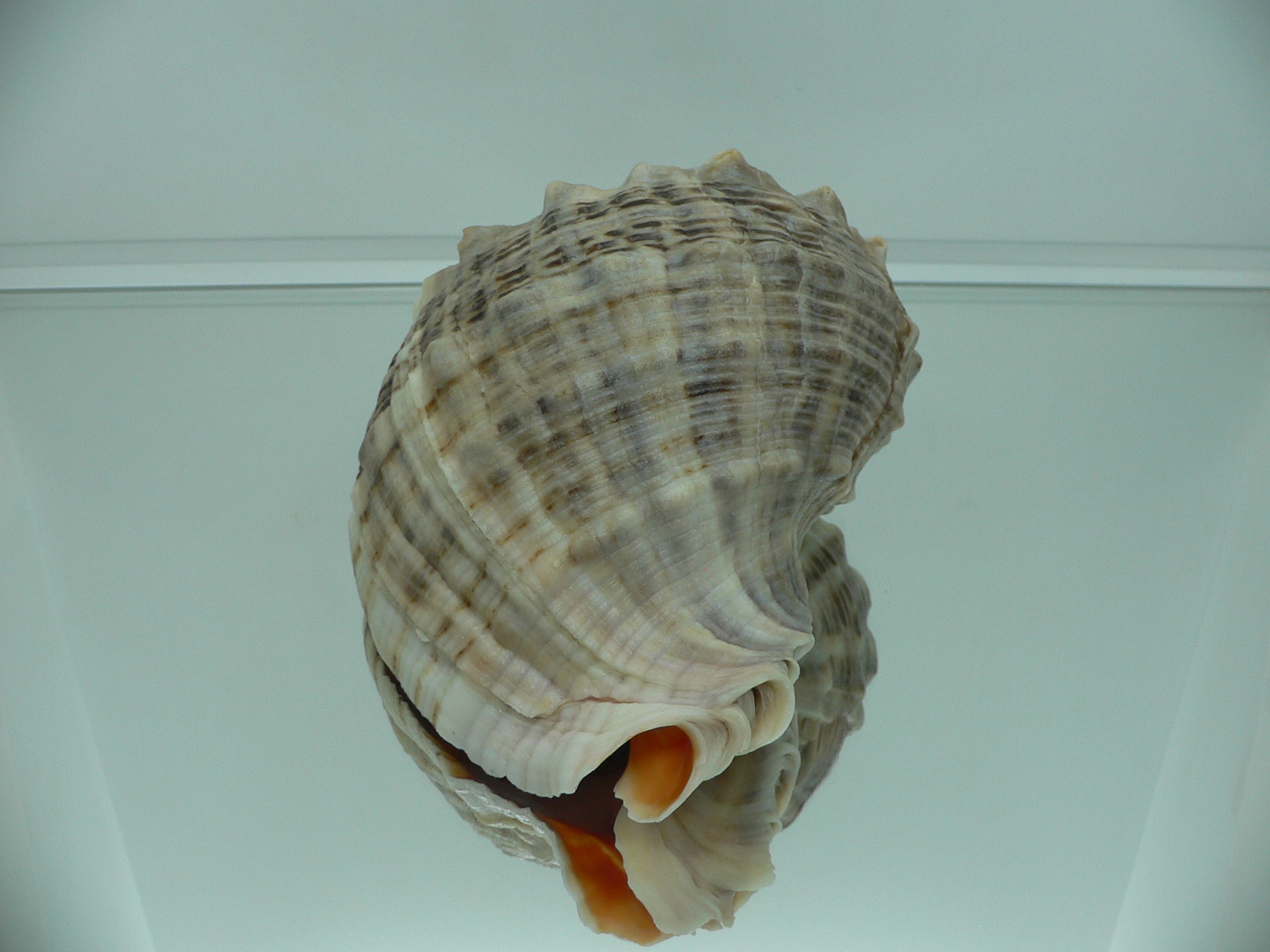 Rapana venosa BIG