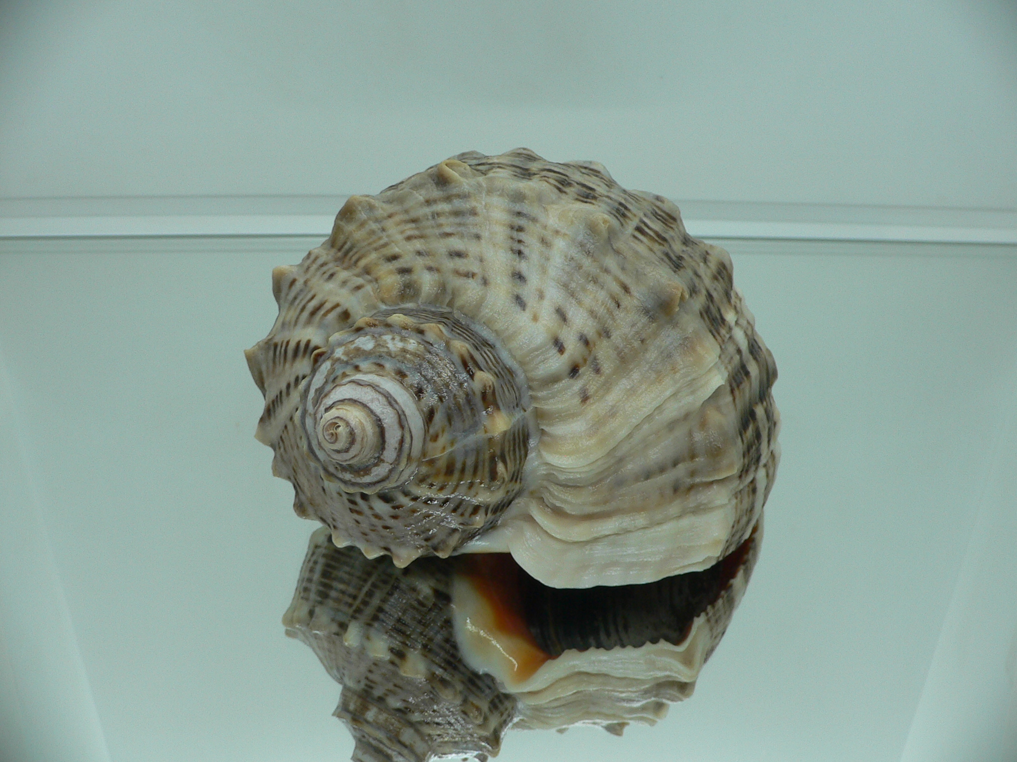 Rapana venosa BIG