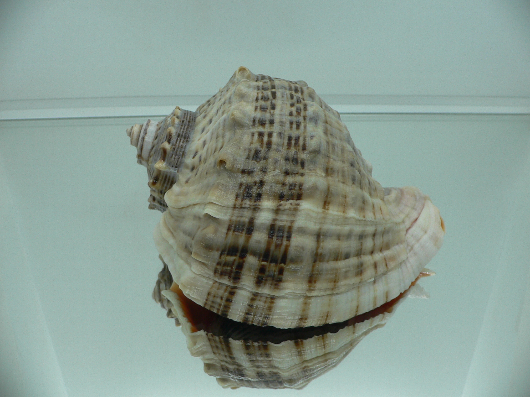 Rapana venosa BIG