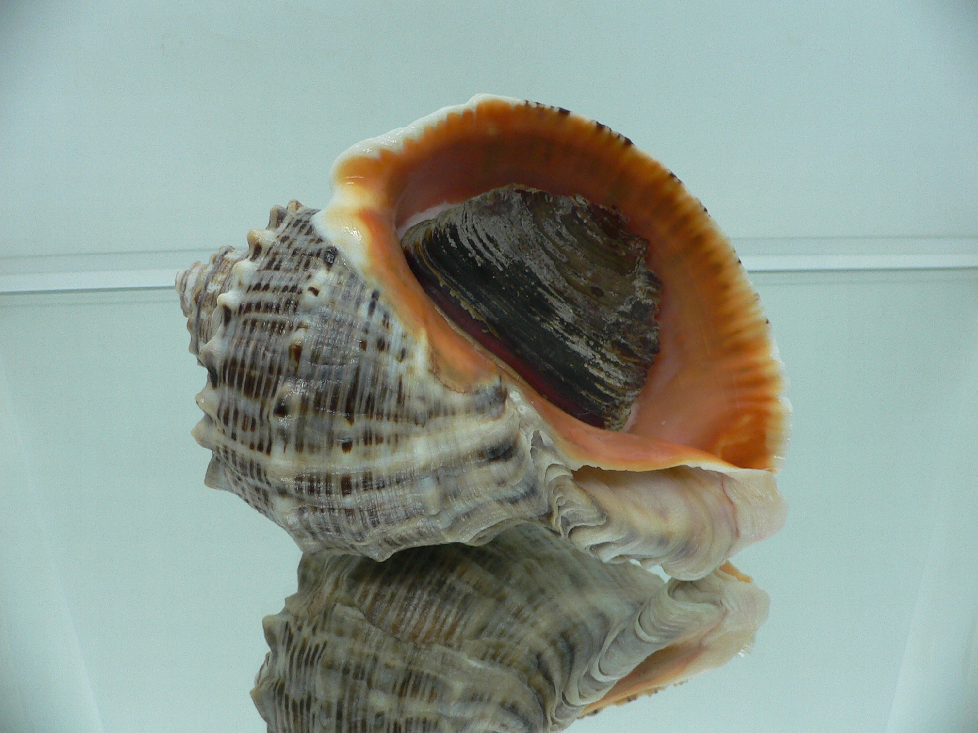 Rapana venosa BIG