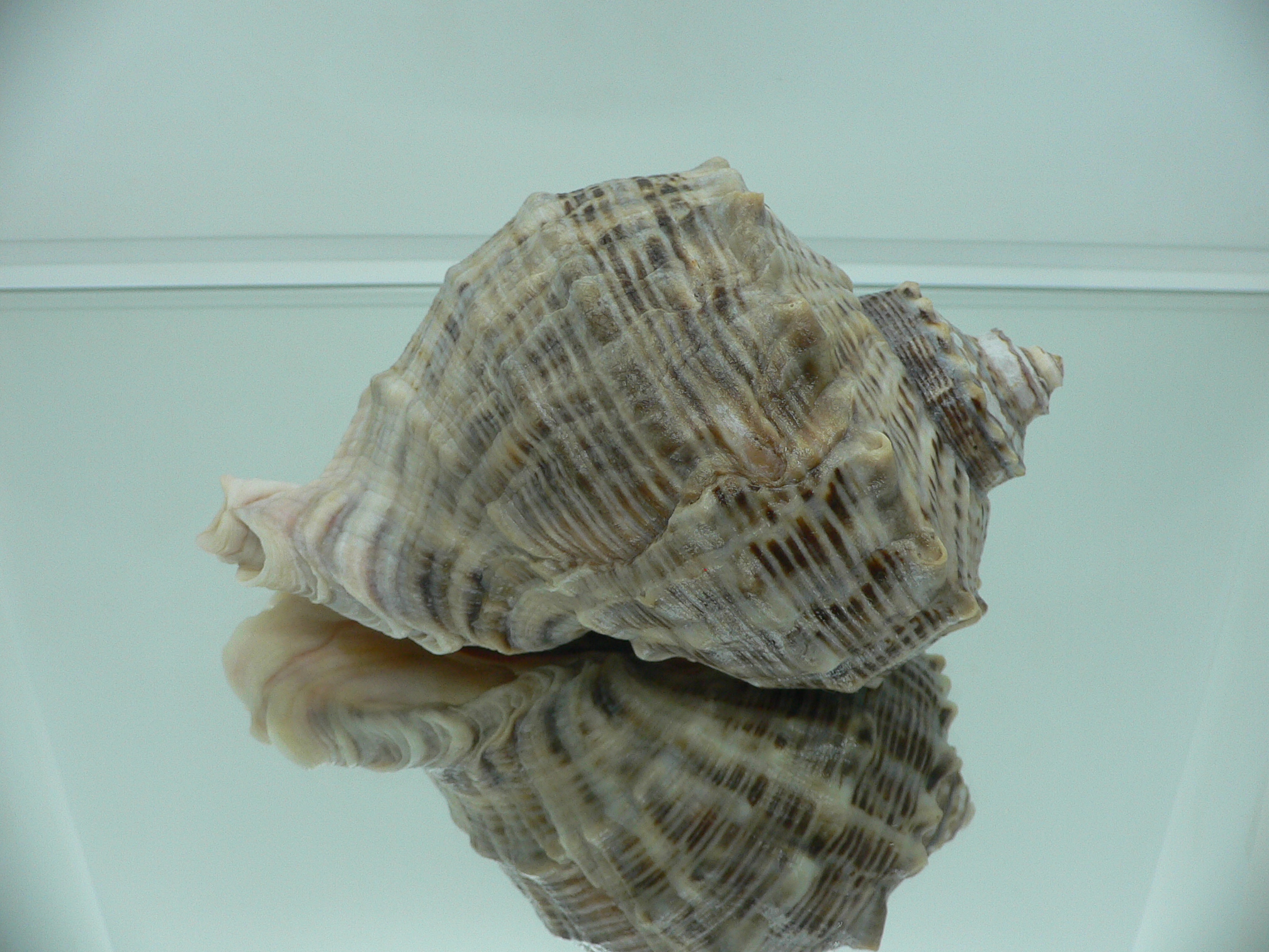 Rapana venosa BIG